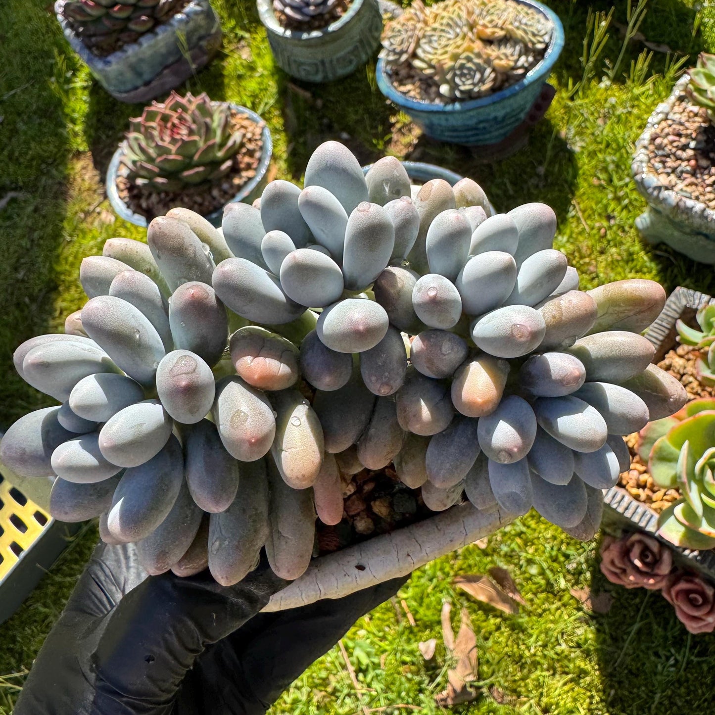 Rare live succulent, Graptopetalum Amethystinum ' cheese Sweet Ball ’ cluster, 4.5inches