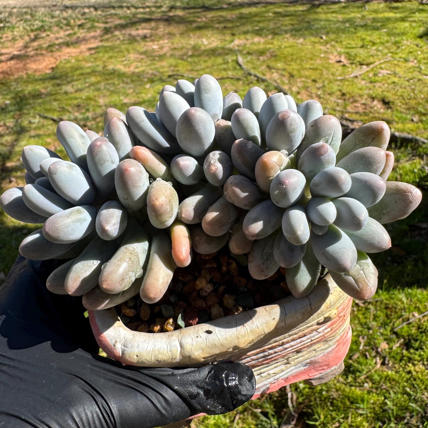 Rare live succulent, Graptopetalum Amethystinum ' cheese Sweet Ball ’ cluster, 4.5inches