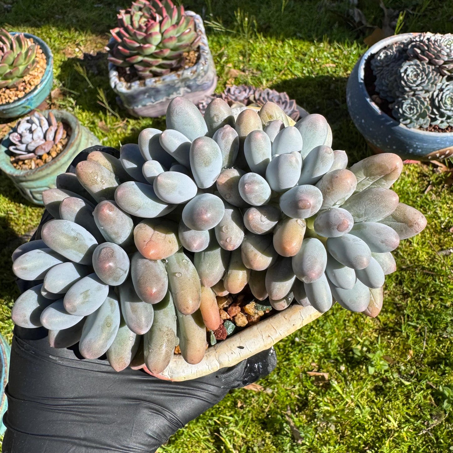 Rare live succulent, Graptopetalum Amethystinum ' cheese Sweet Ball ’ cluster, 4.5inches