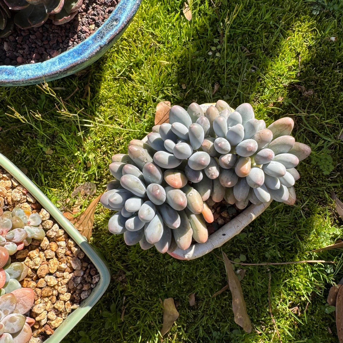 Rare live succulent, Graptopetalum Amethystinum ' cheese Sweet Ball ’ cluster, 4.5inches