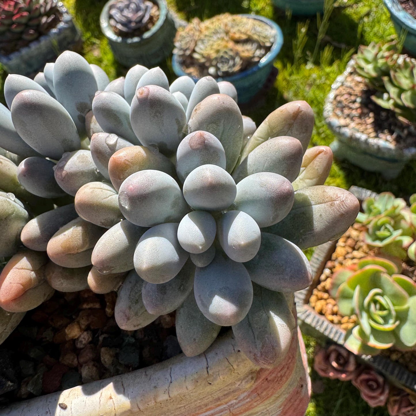 Rare live succulent, Graptopetalum Amethystinum ' cheese Sweet Ball ’ cluster, 4.5inches