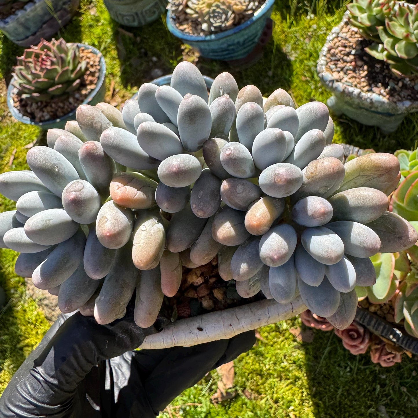 Rare live succulent, Graptopetalum Amethystinum ' cheese Sweet Ball ’ cluster, 4.5inches