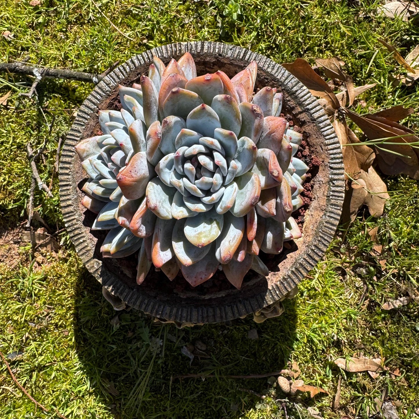 Rare live succulent, Echeveria Korean ‘ Orange Monroe' crest cluster, 3heads, 5inches