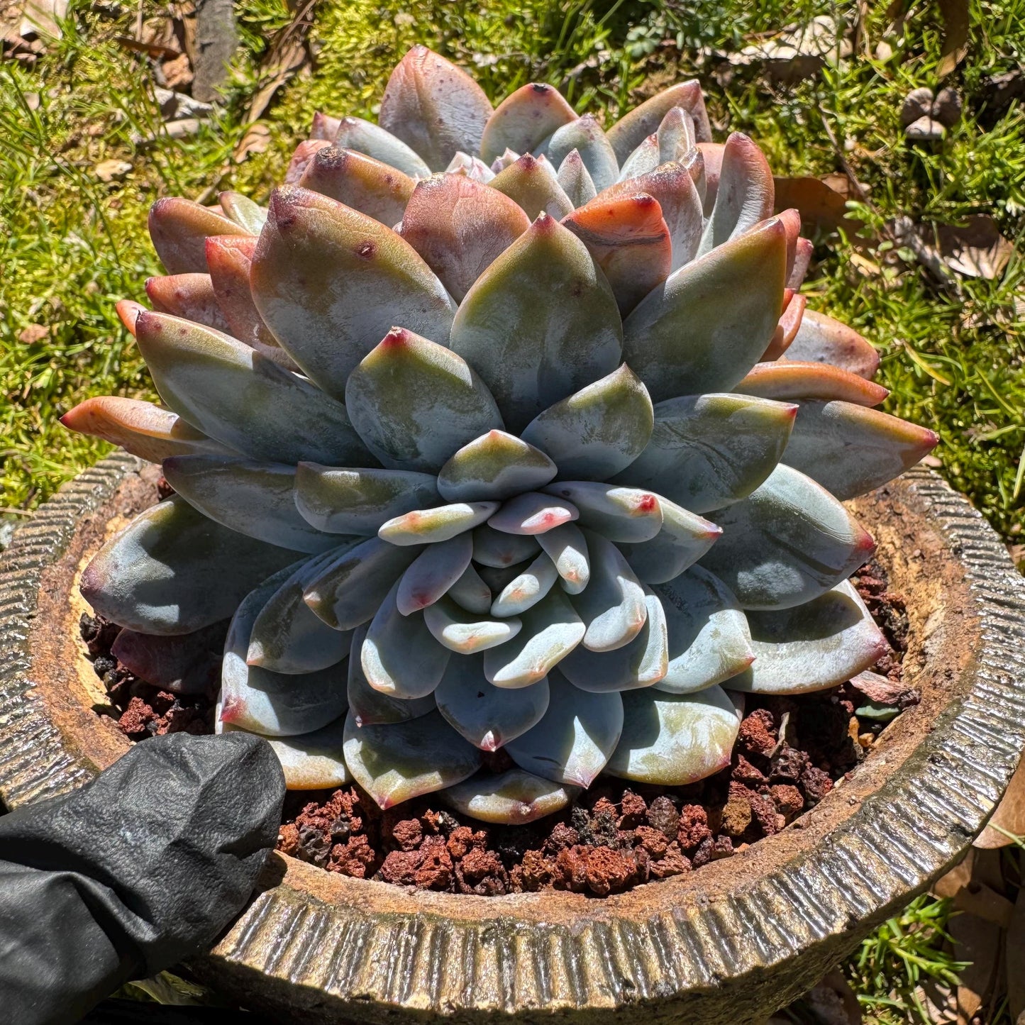 Rare live succulent, Echeveria Korean ‘ Orange Monroe' crest cluster, 3heads, 5inches