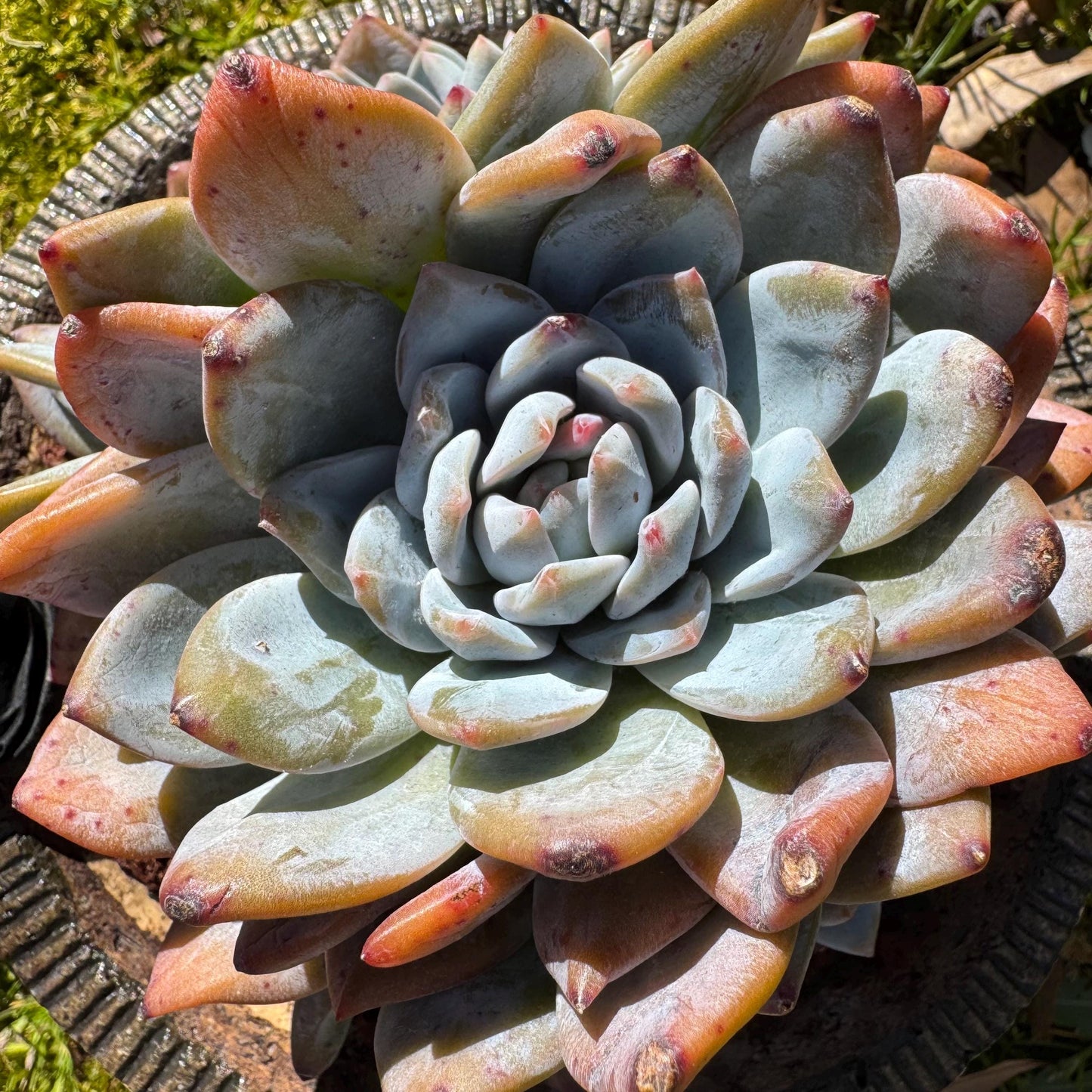 Rare live succulent, Echeveria Korean ‘ Orange Monroe' crest cluster, 3heads, 5inches