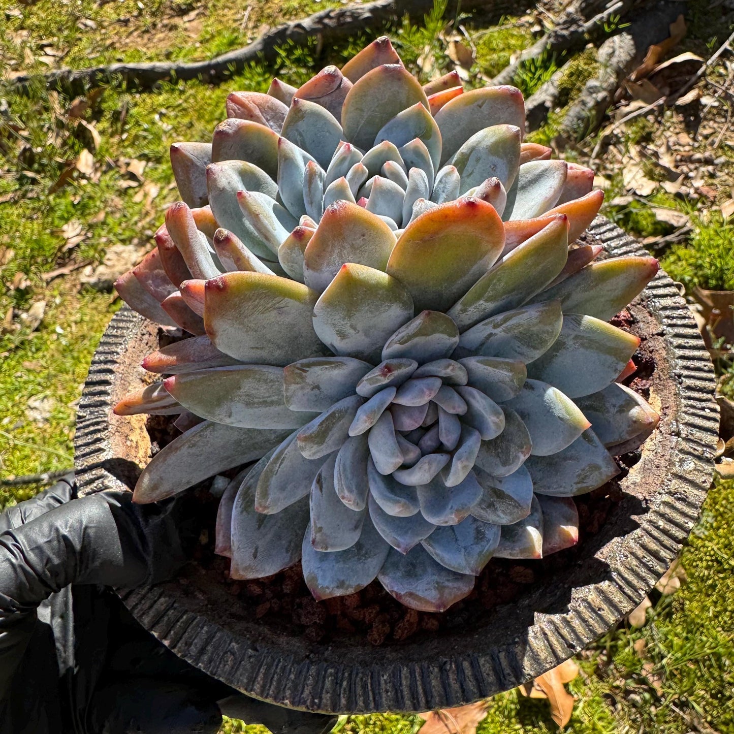 Rare live succulent, Echeveria Korean ‘ Orange Monroe' crest cluster, 3heads, 5inches