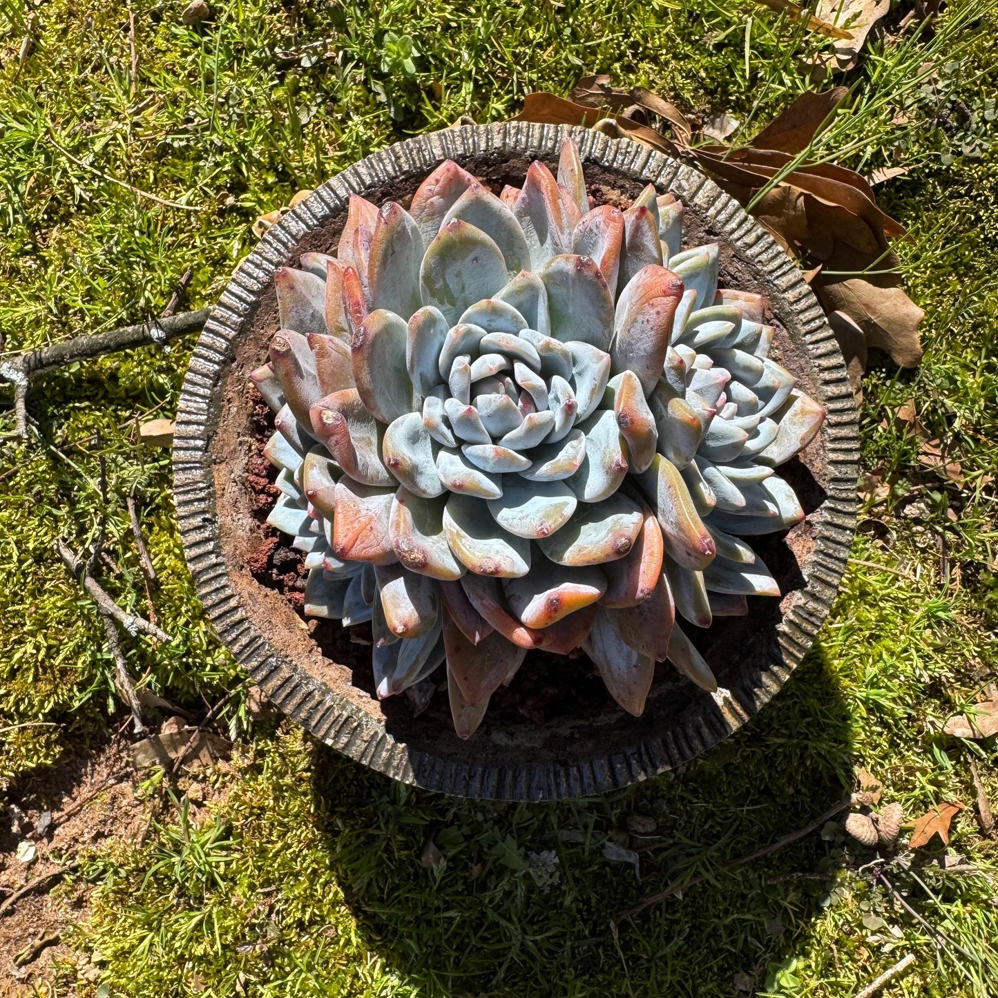 Rare live succulent, Echeveria Korean ‘ Orange Monroe' crest cluster, 3heads, 5inches