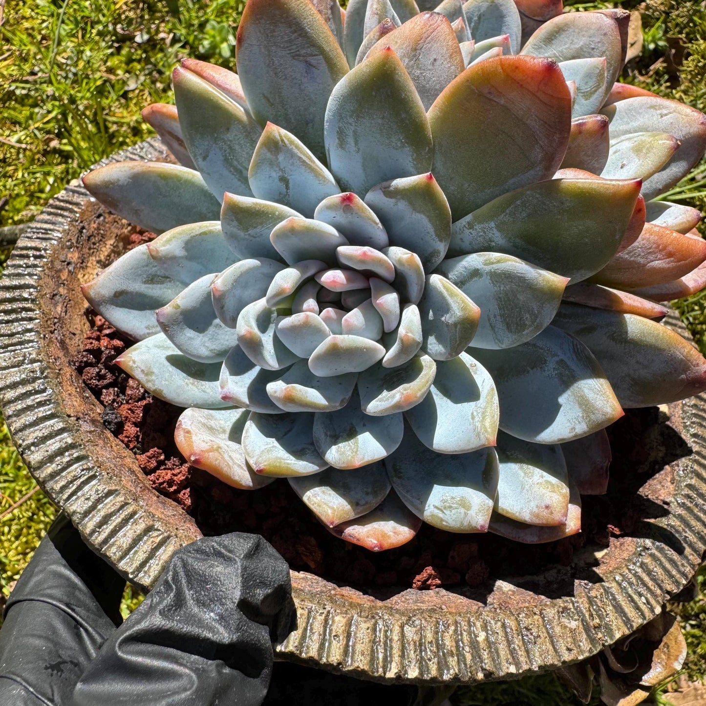 Rare live succulent, Echeveria Korean ‘ Orange Monroe' crest cluster, 3heads, 5inches