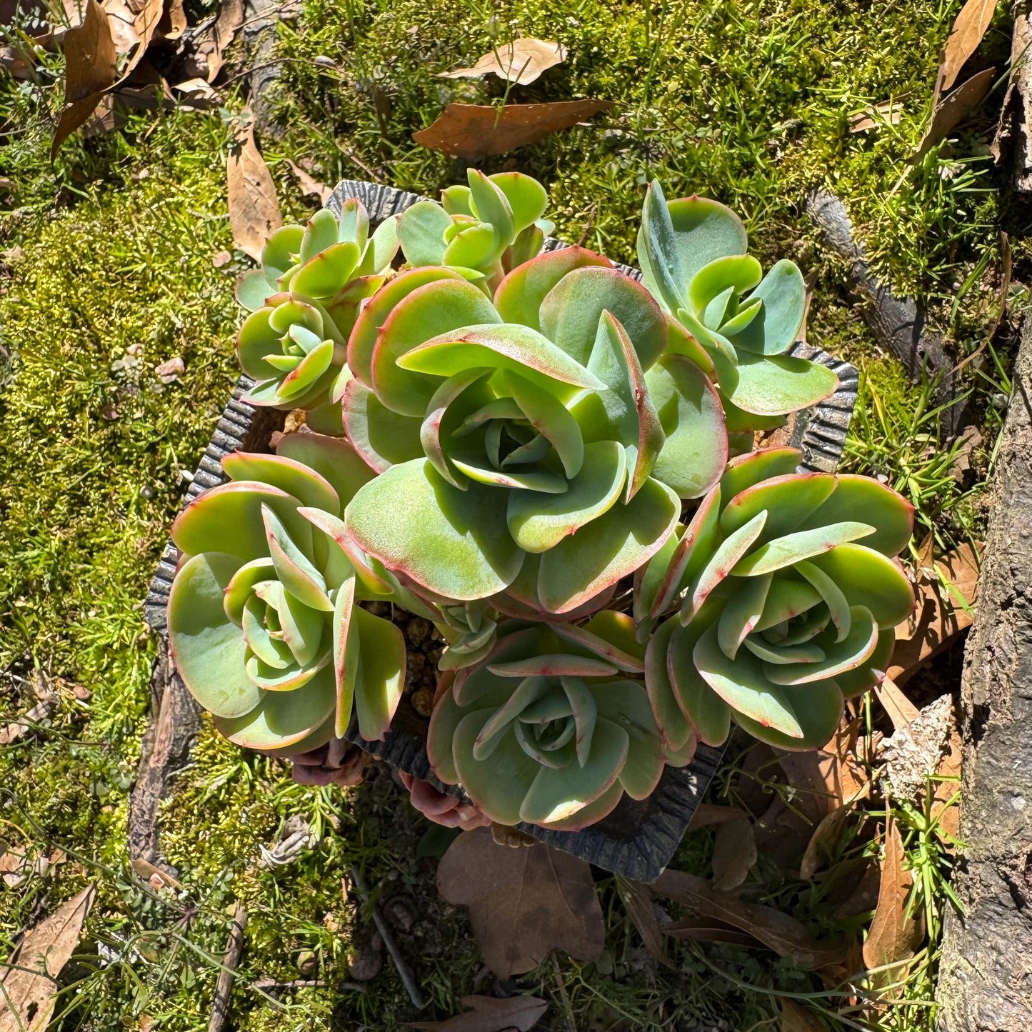 Rare live succulent, Echeveria 'Peach Pride' cluster, 5.8inches, Bare Root