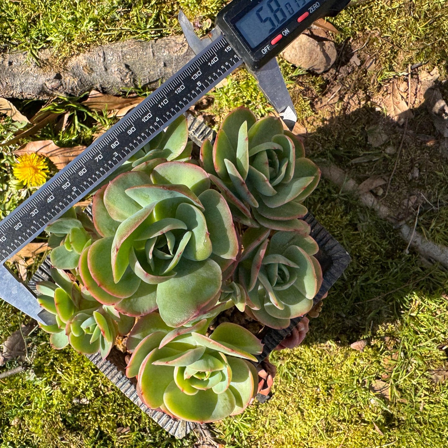 Rare live succulent, Echeveria 'Peach Pride' cluster, 5.8inches, Bare Root