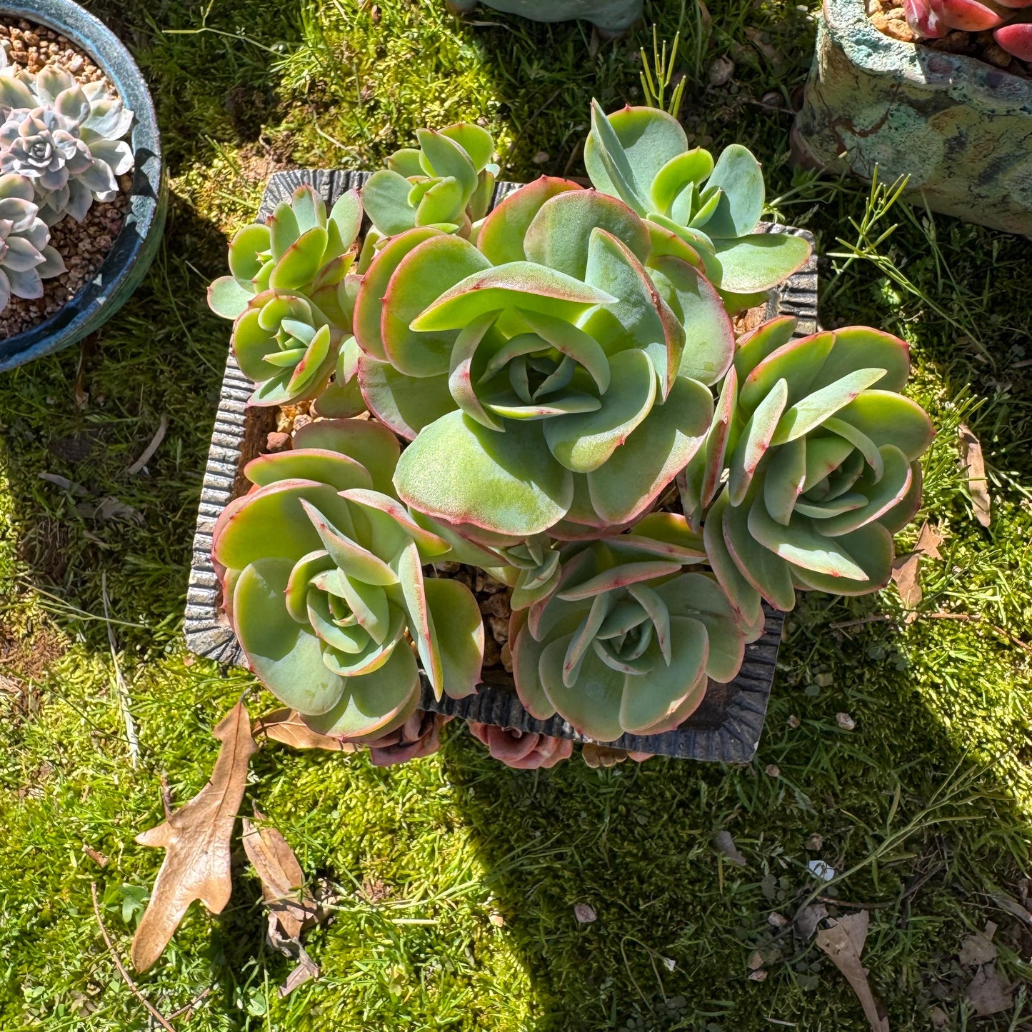 Rare live succulent, Echeveria 'Peach Pride' cluster, 5.8inches, Bare Root