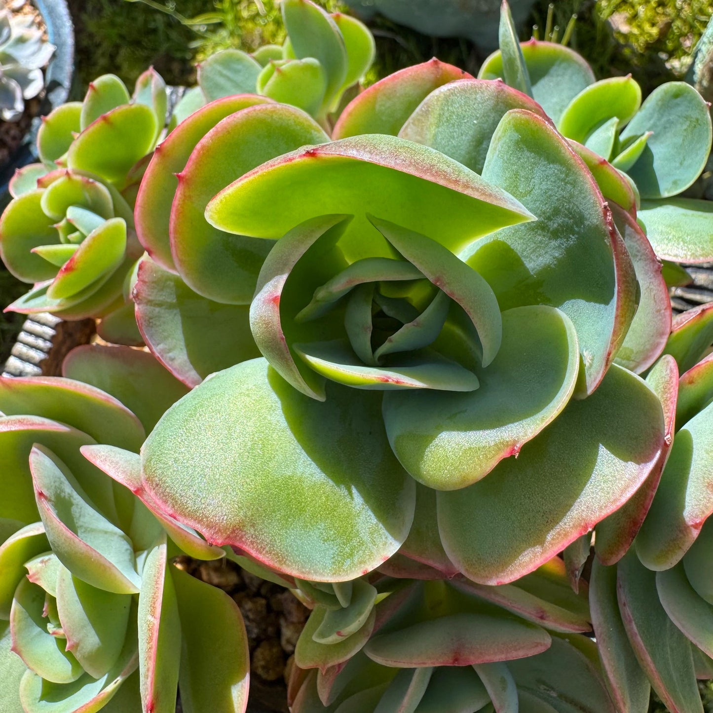 Rare live succulent, Echeveria 'Peach Pride' cluster, 5.8inches, Bare Root
