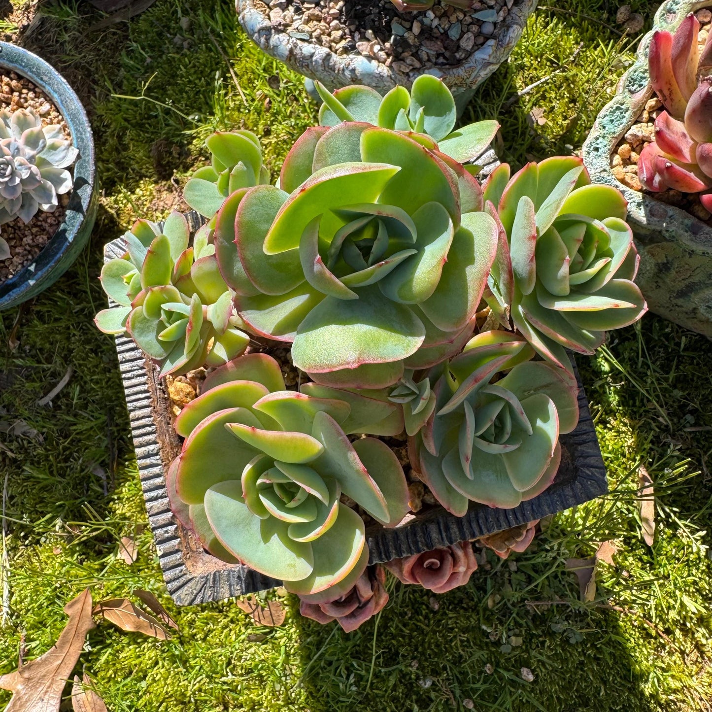 Rare live succulent, Echeveria 'Peach Pride' cluster, 5.8inches, Bare Root