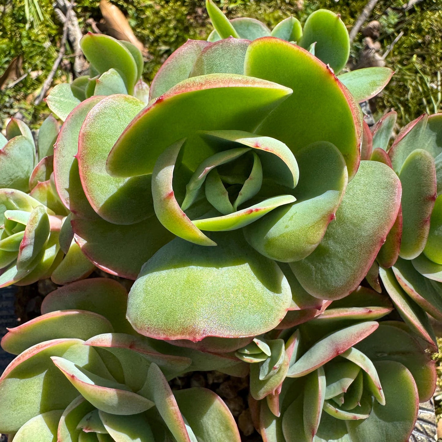 Rare live succulent, Echeveria 'Peach Pride' cluster, 5.8inches, Bare Root