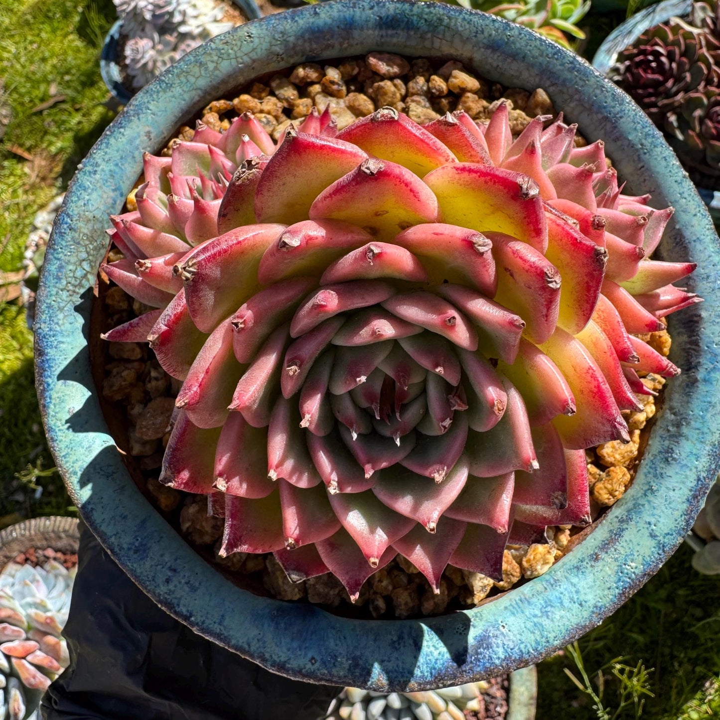 Rare scculents , Echeveria 'Toscanelli hybrid', 3 heads, 4.5inches,