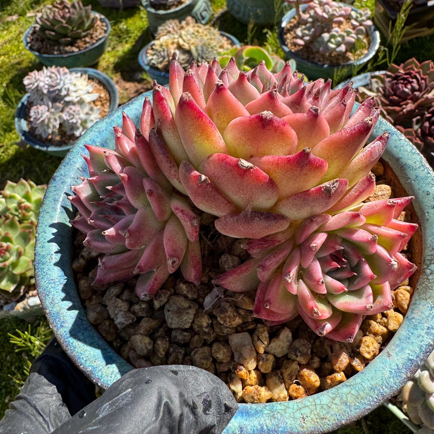Rare scculents , Echeveria 'Toscanelli hybrid', 3 heads, 4.5inches,
