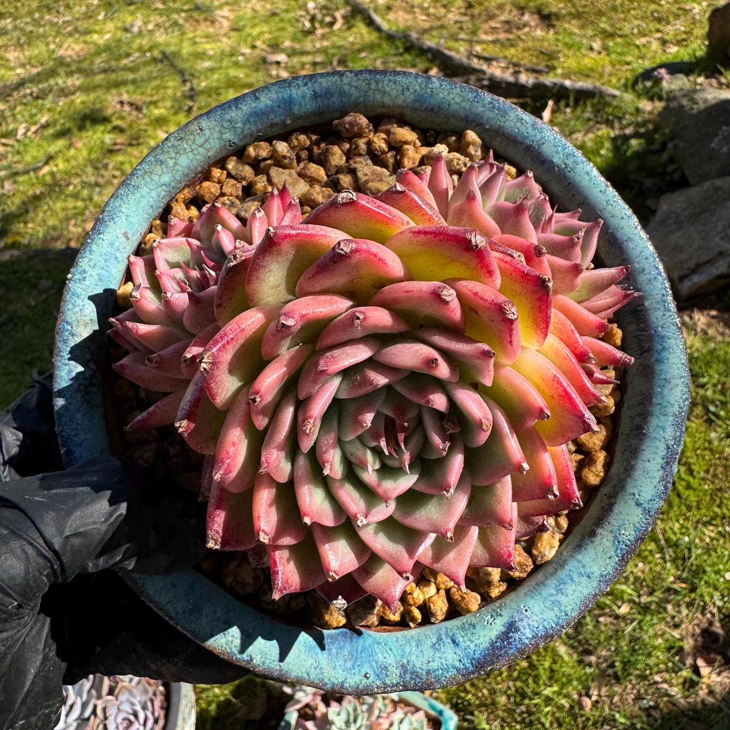Rare scculents , Echeveria 'Toscanelli hybrid', 3 heads, 4.5inches,
