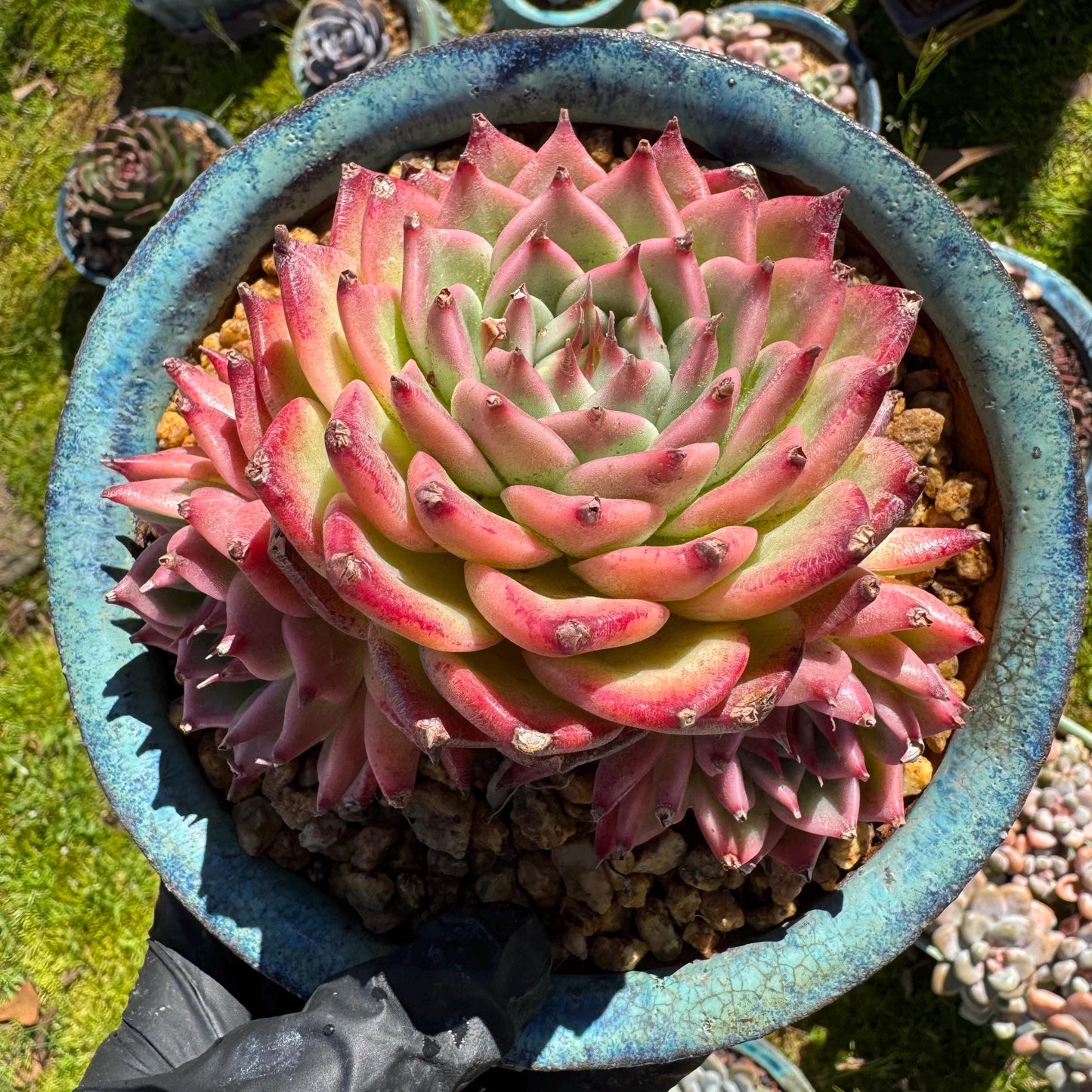 Rare scculents , Echeveria 'Toscanelli hybrid', 3 heads, 4.5inches,