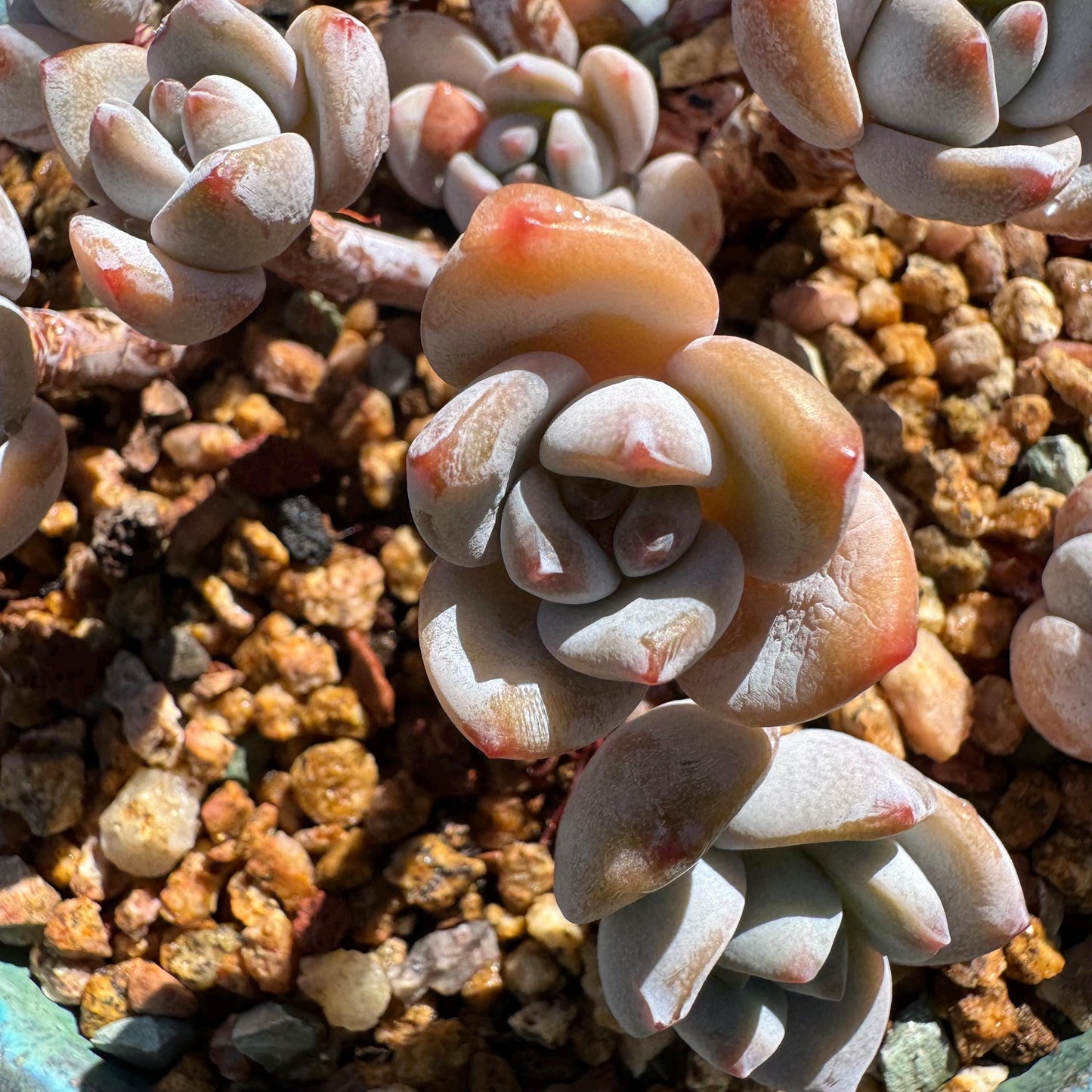 Rare succulents, Echeveria Korean 'Laui X Clacatum' cluster, 3.3 inches