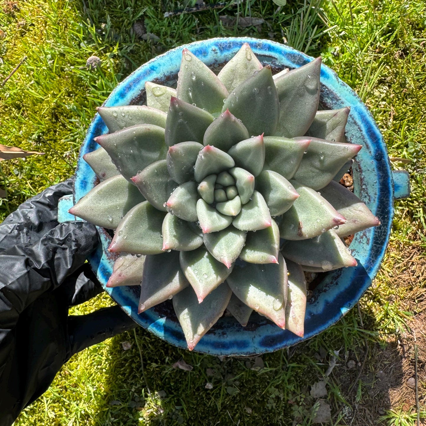 Rare succulents plants, Echeveria' agavoides hybrid variegated', 4.1inches