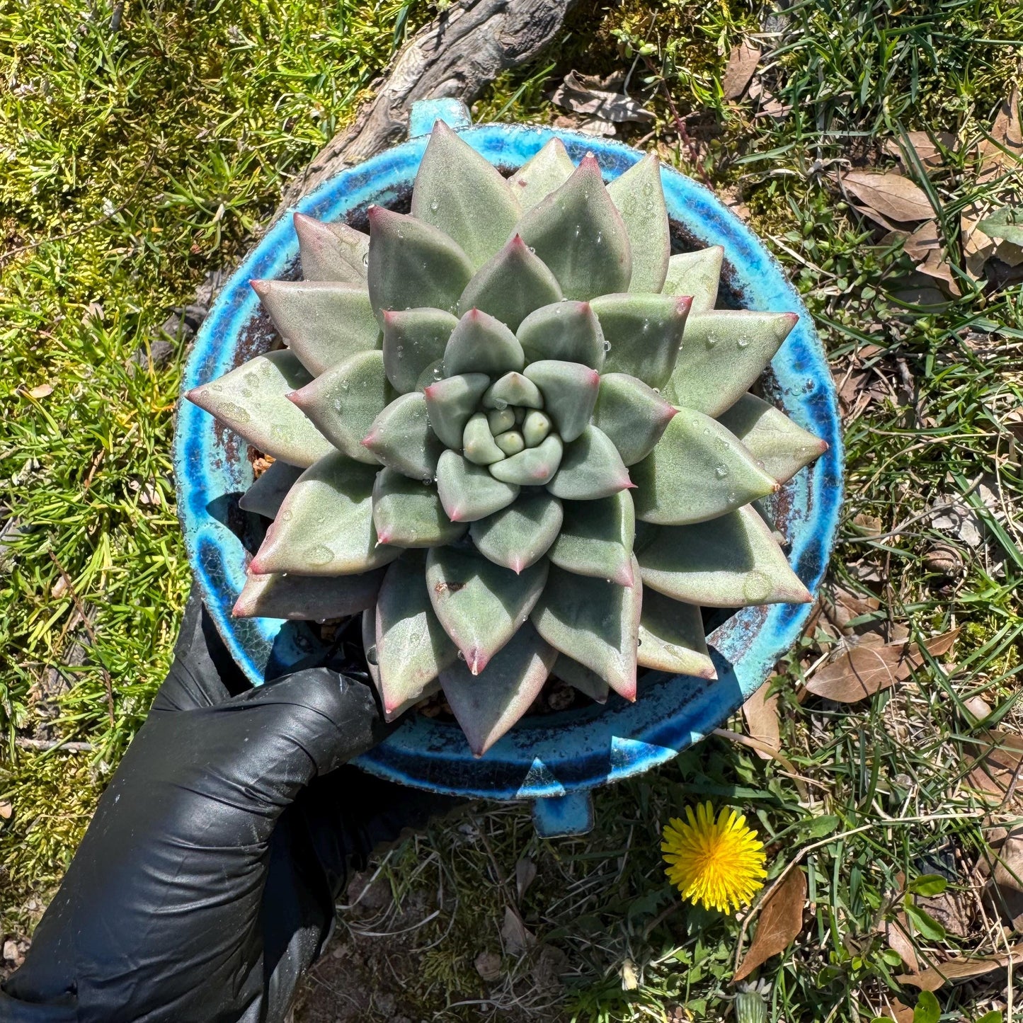 Rare succulents plants, Echeveria' agavoides hybrid variegated', 4.1inches