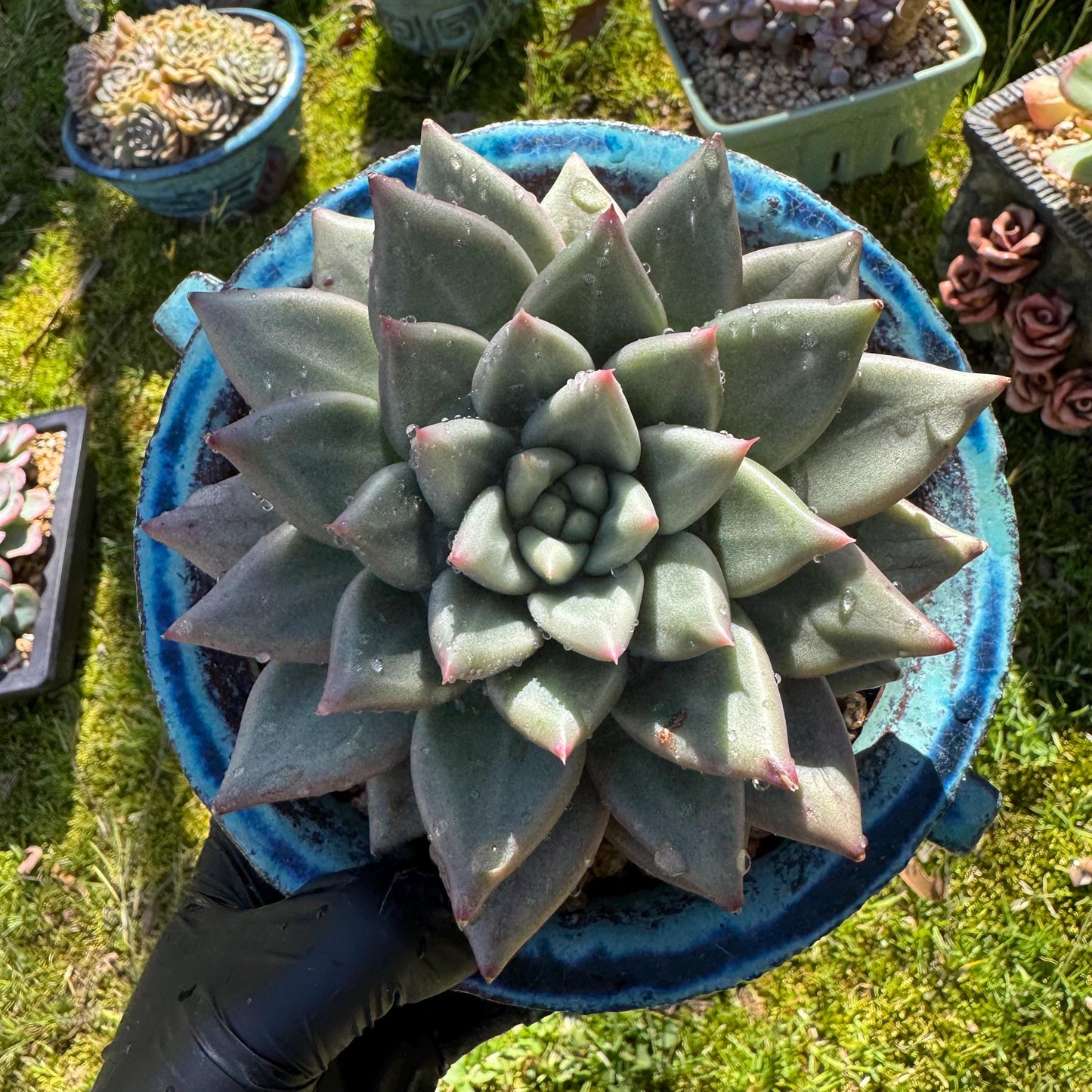 Rare succulents plants, Echeveria' agavoides hybrid variegated', 4.1inches