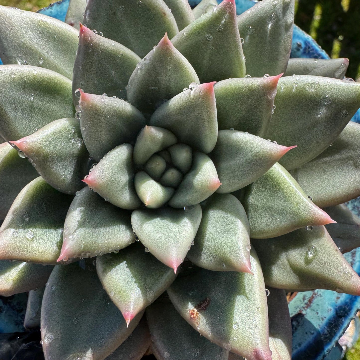 Rare succulents plants, Echeveria' agavoides hybrid variegated', 4.1inches