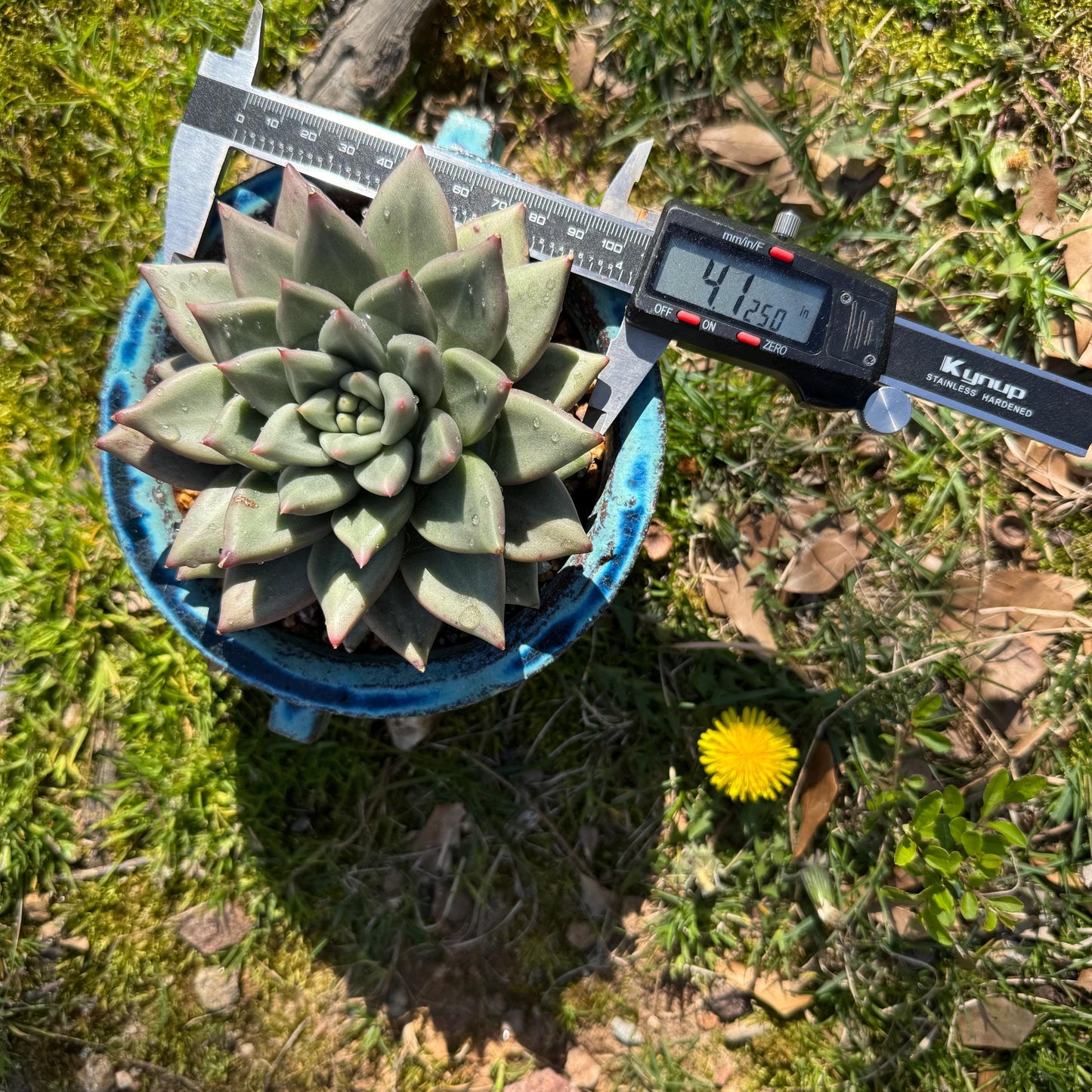 Rare succulents plants, Echeveria' agavoides hybrid variegated', 4.1inches