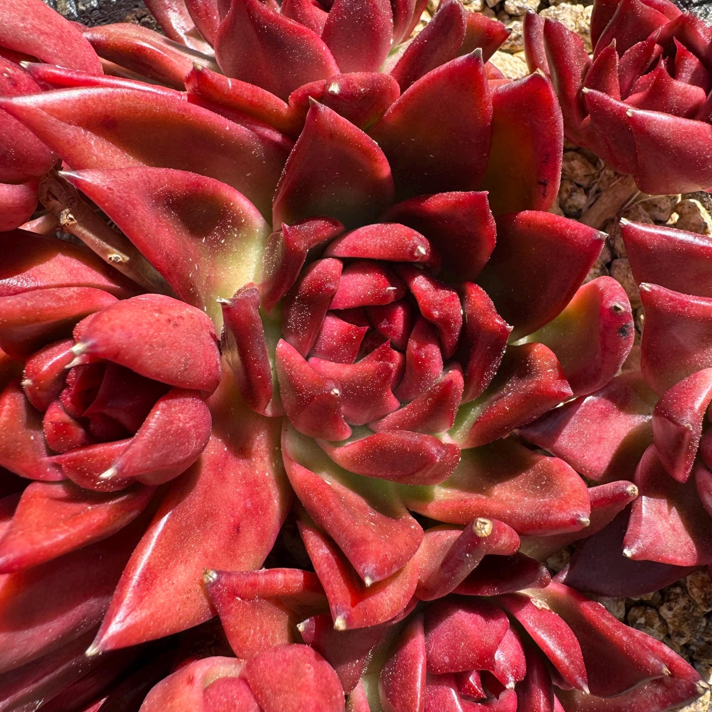 Rare succulents, Echeveria Agavoides 'Floriana' 5.7inches
