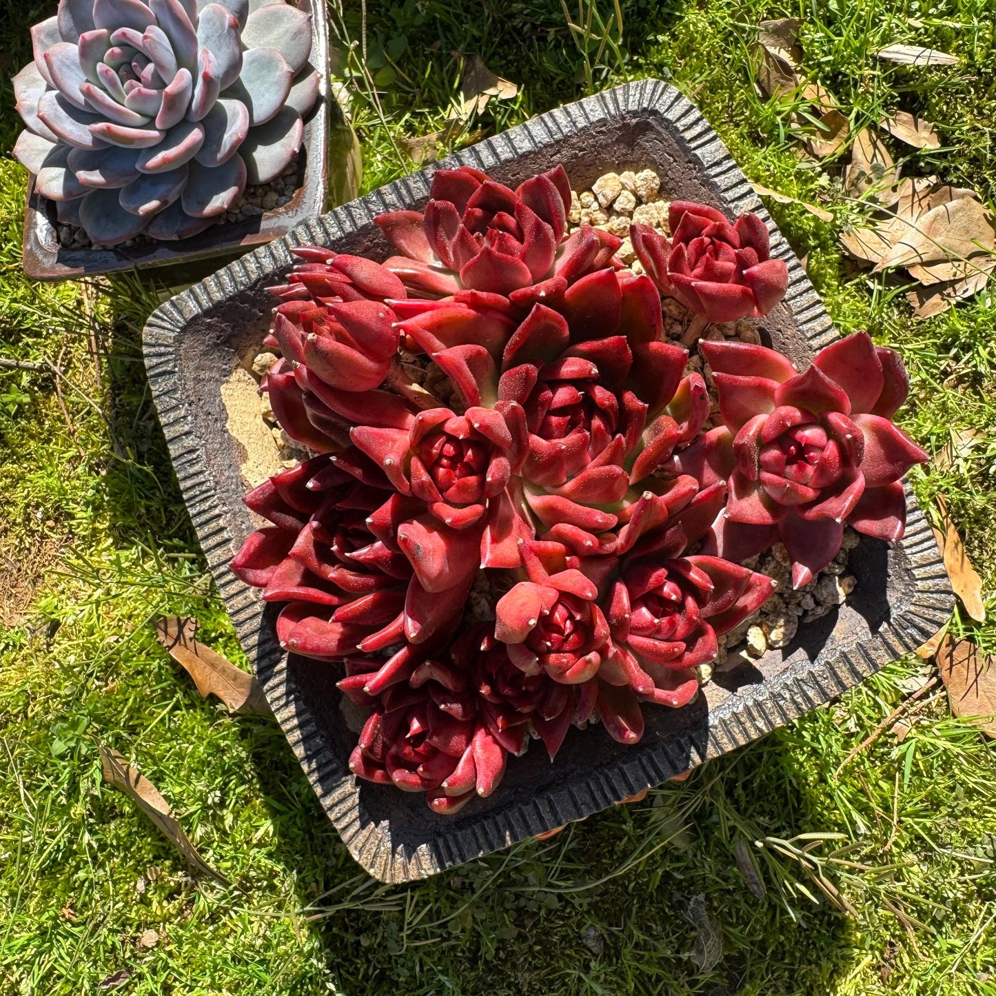 Rare succulents, Echeveria Agavoides 'Floriana' 5.7inches