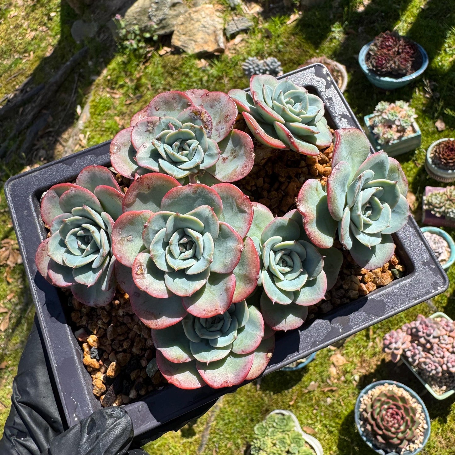 Rare succulents, Echeveria 'Atlantis' 'cluster, 4.8inches