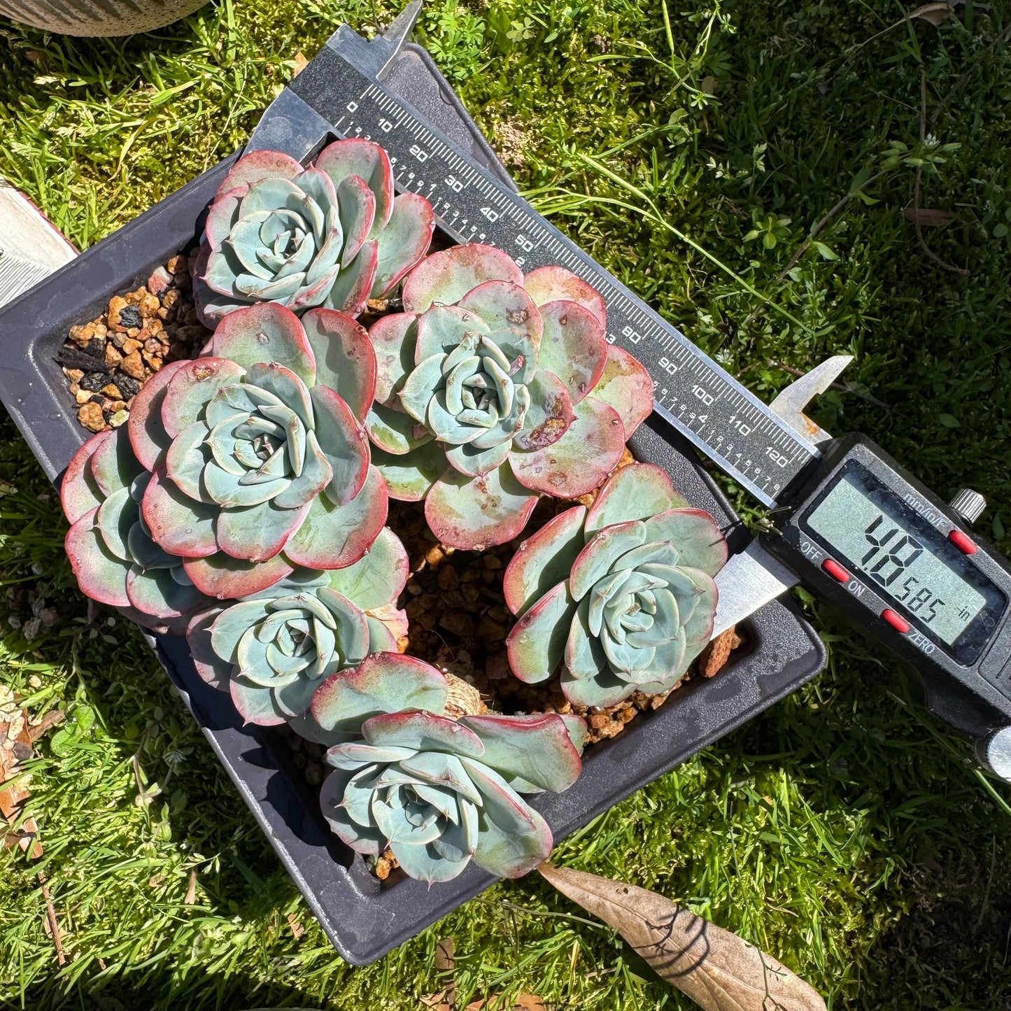 Rare succulents, Echeveria 'Atlantis' 'cluster, 4.8inches