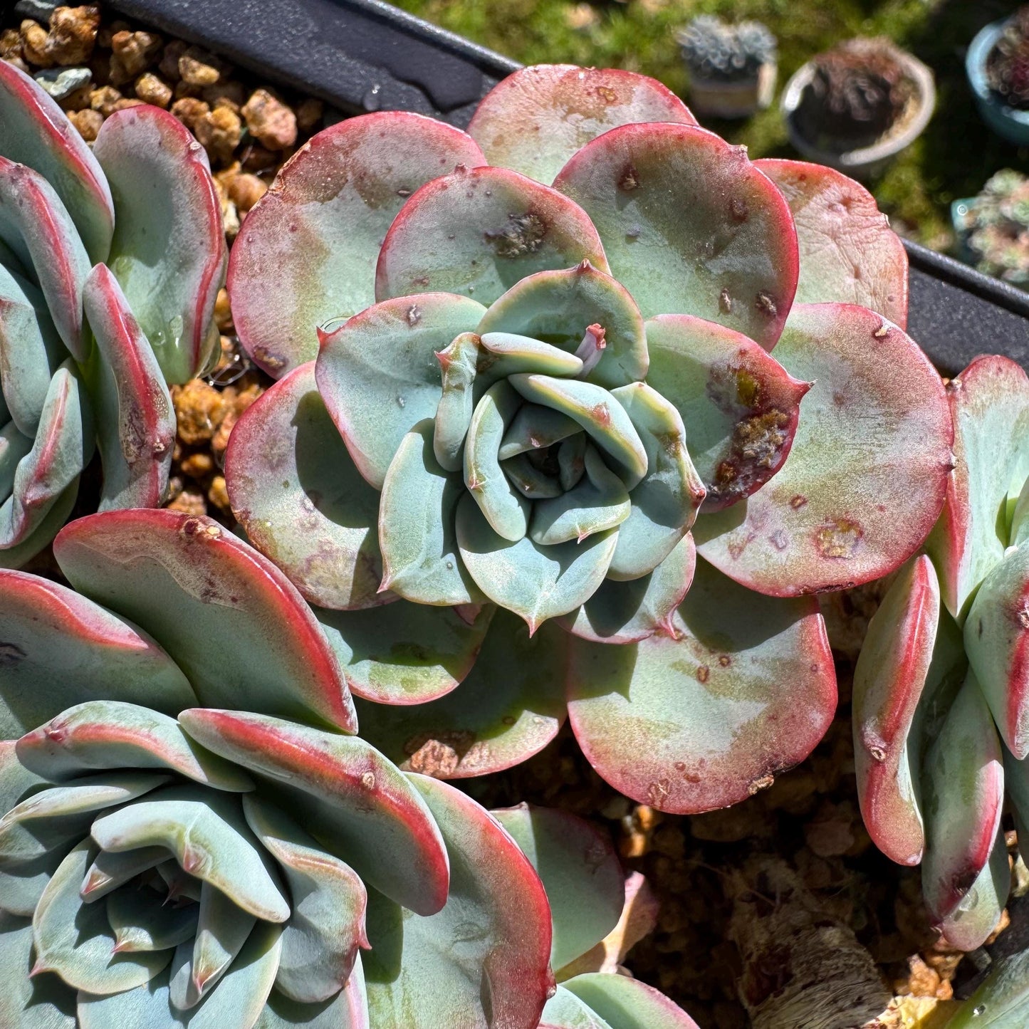 Rare succulents, Echeveria 'Atlantis' 'cluster, 4.8inches