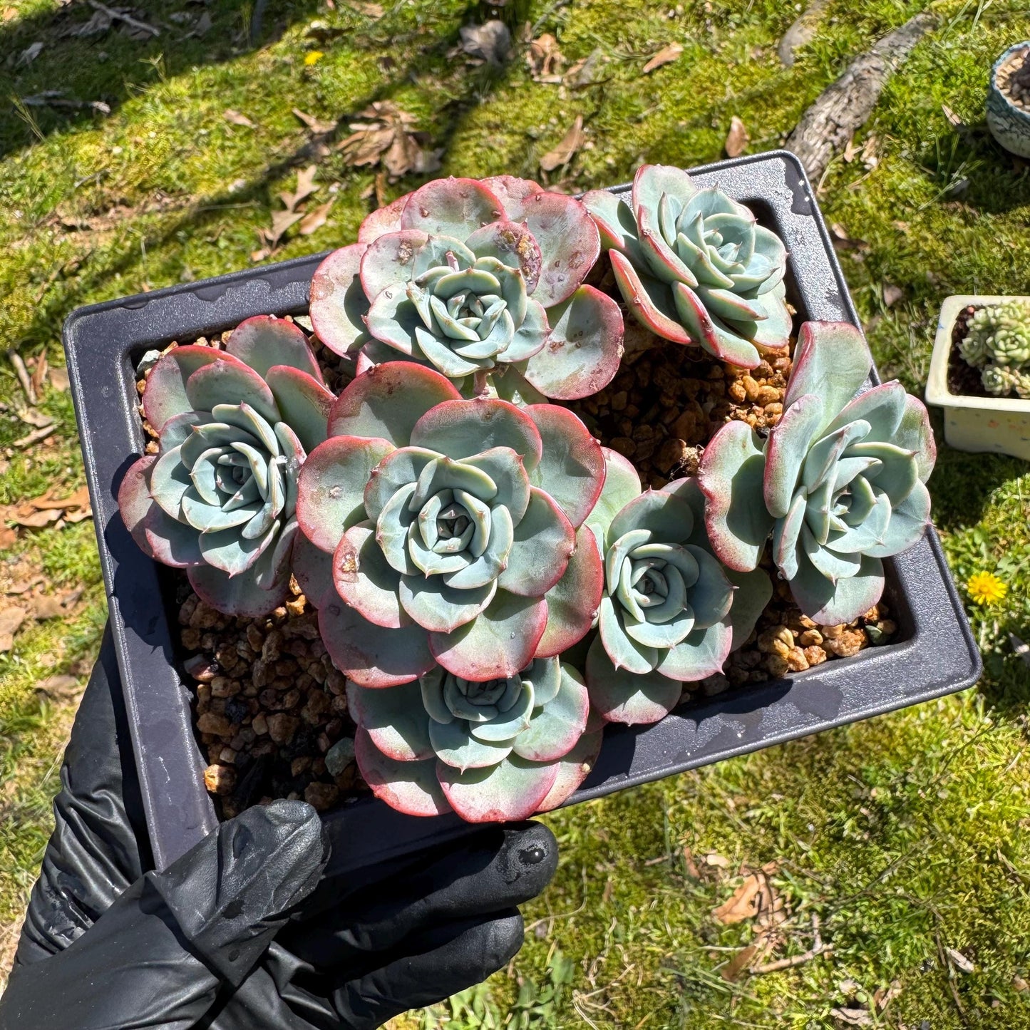 Rare succulents, Echeveria 'Atlantis' 'cluster, 4.8inches