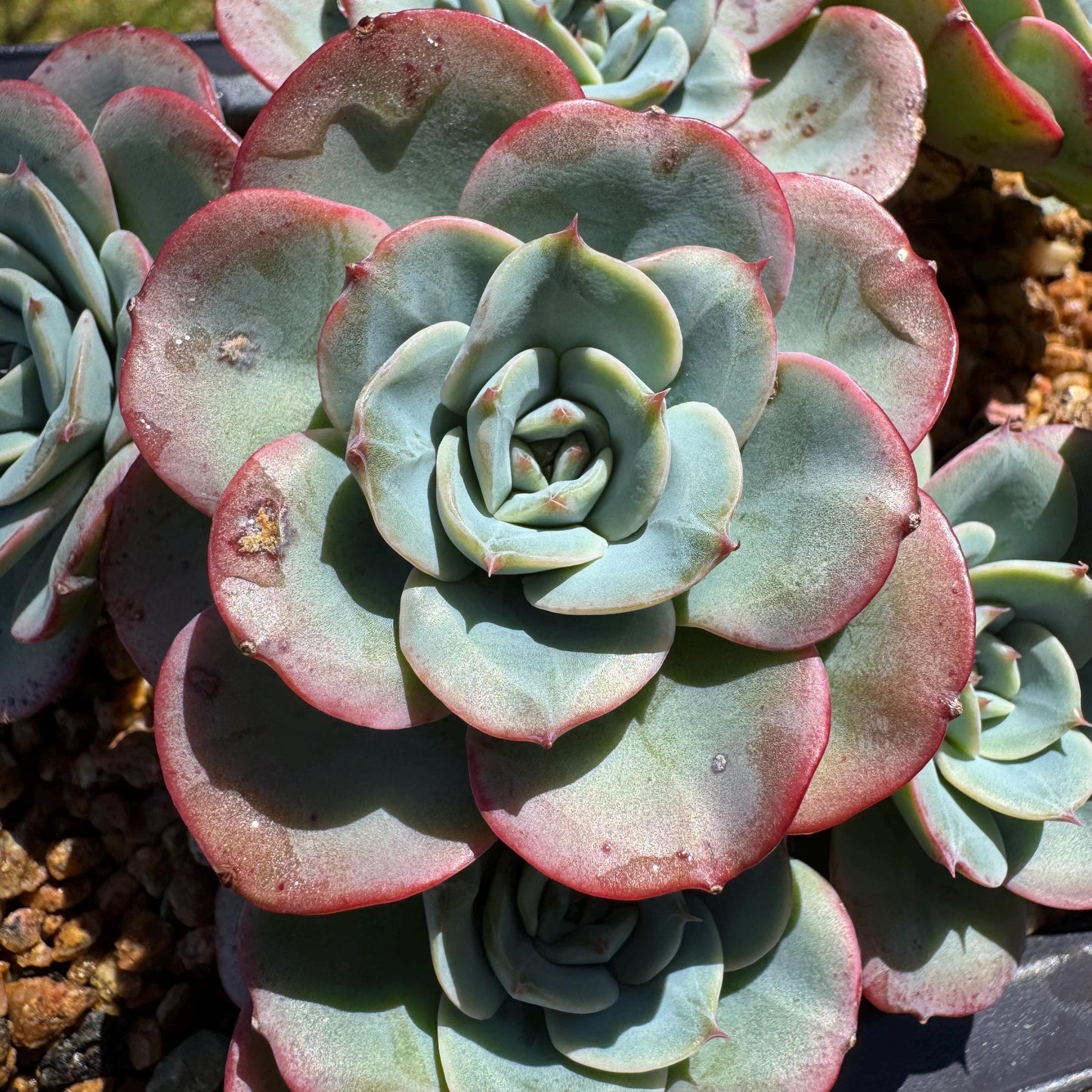 Rare succulents, Echeveria 'Atlantis' 'cluster, 4.8inches