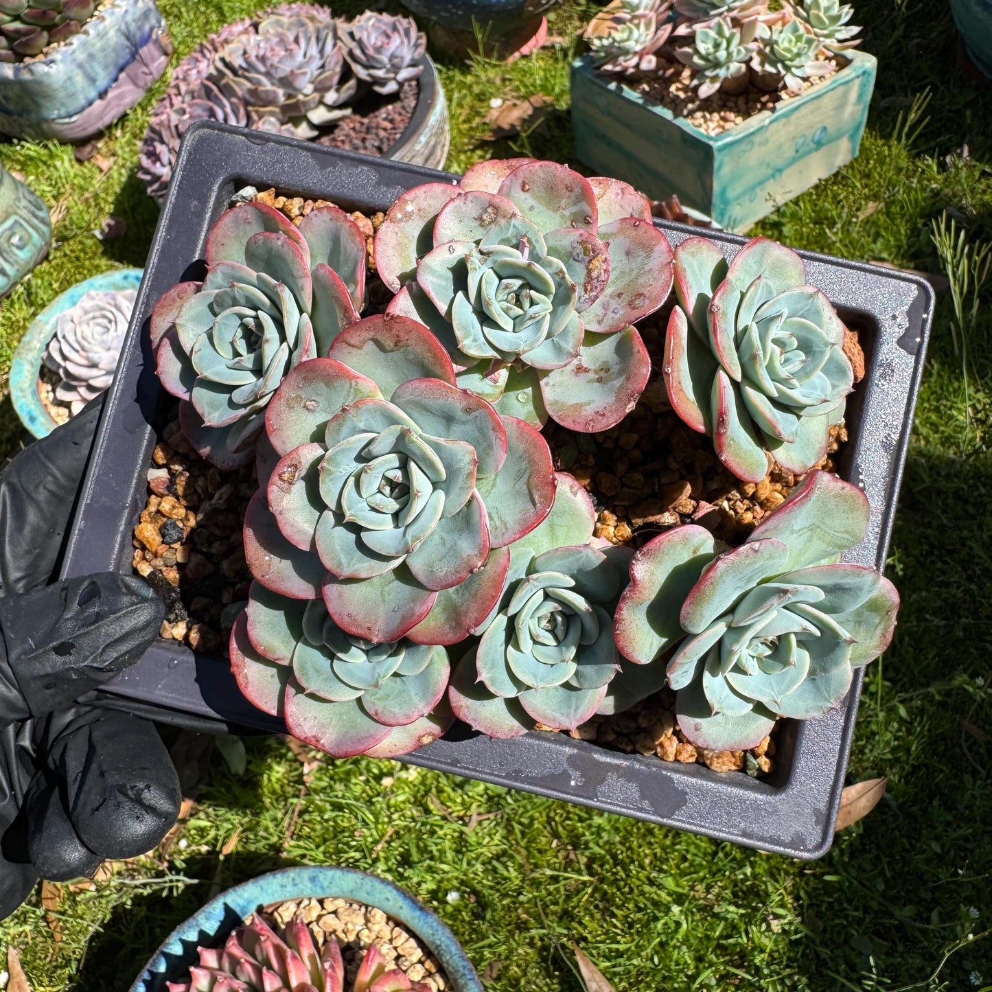 Rare succulents, Echeveria 'Atlantis' 'cluster, 4.8inches
