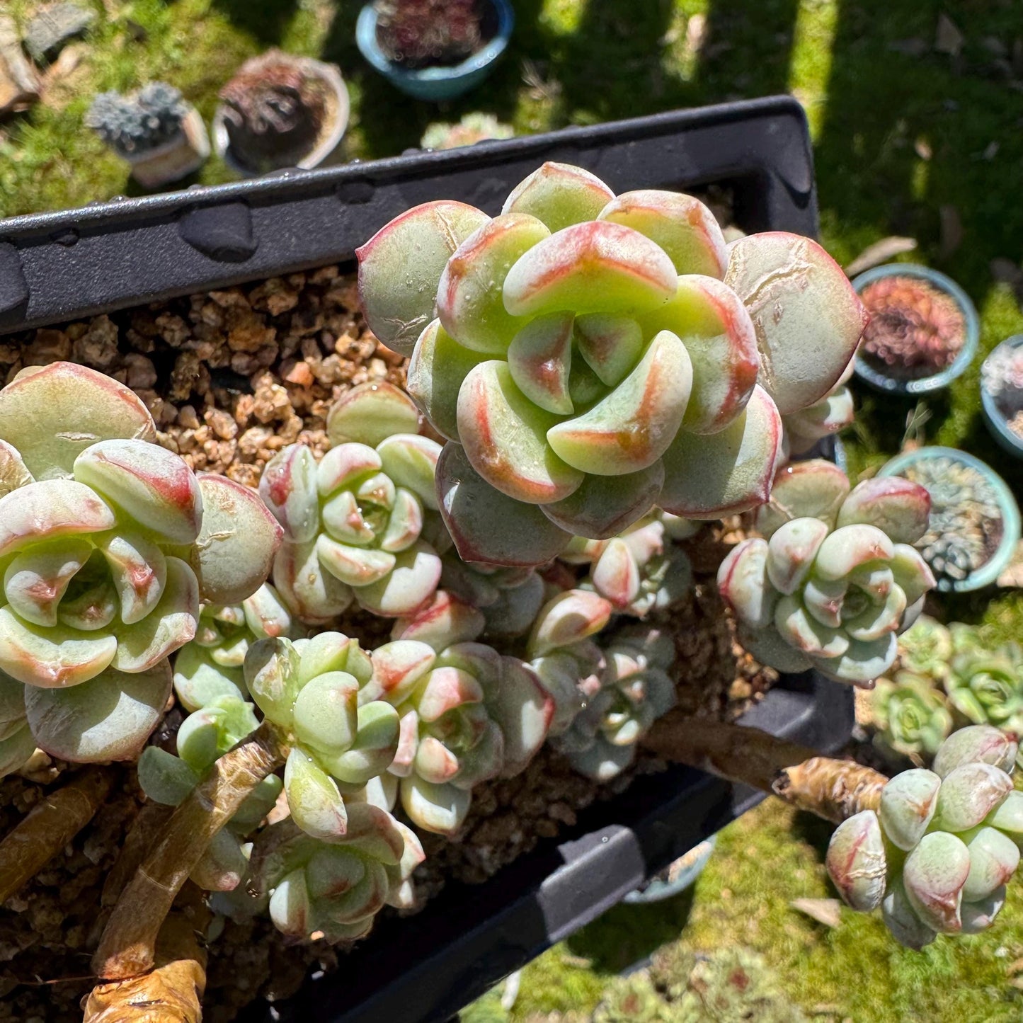 Rare succulents, Sedeveria 'Pudgye' cluster, 4.8inches