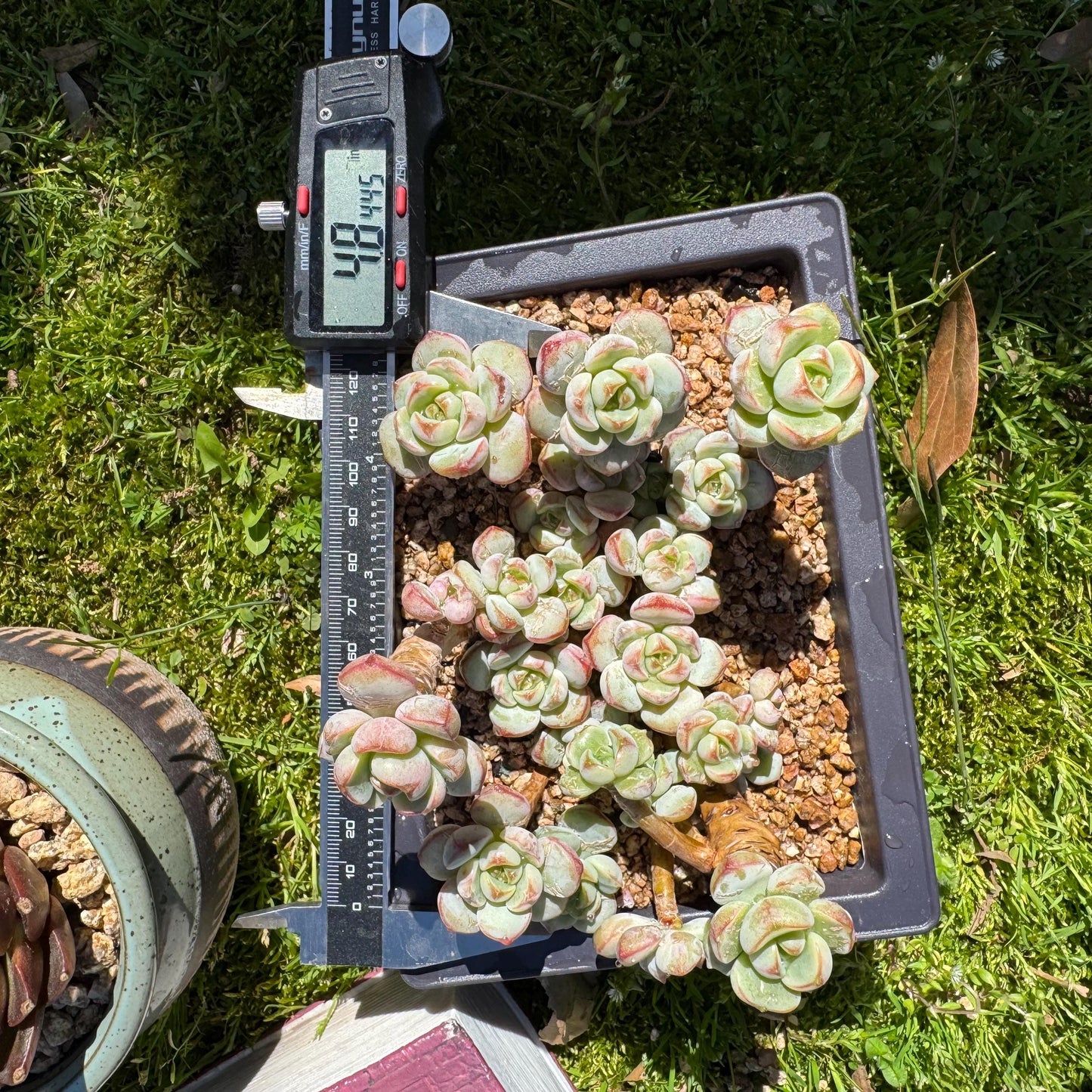 Rare succulents, Sedeveria 'Pudgye' cluster, 4.8inches