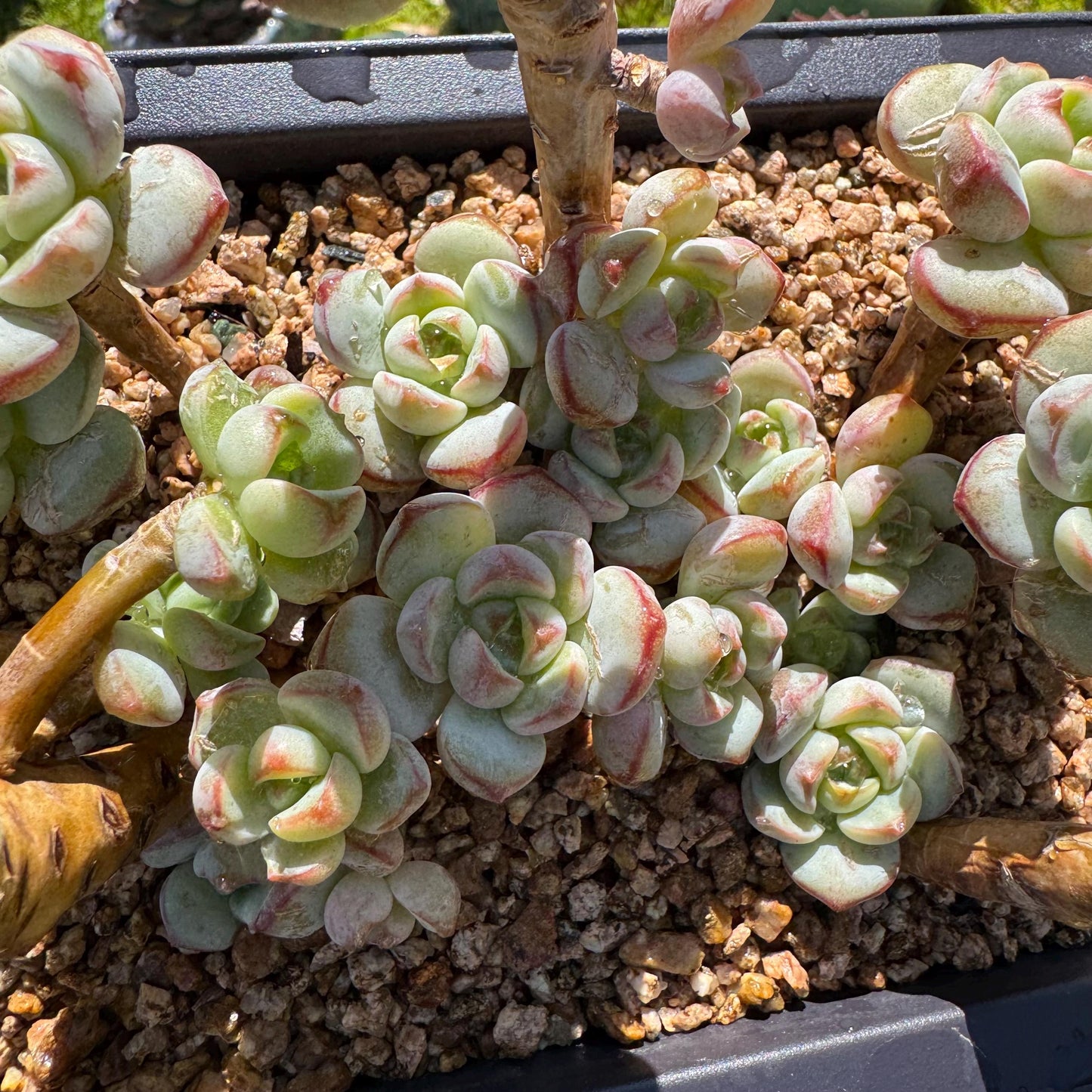 Rare succulents, Sedeveria 'Pudgye' cluster, 4.8inches