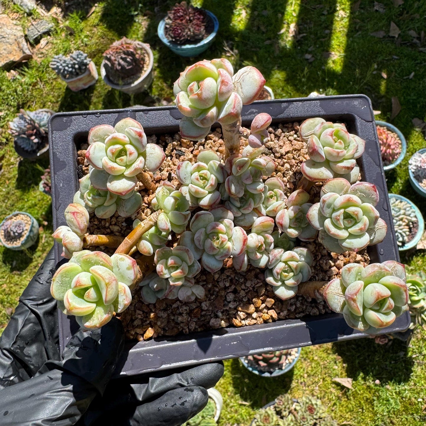 Rare succulents, Sedeveria 'Pudgye' cluster, 4.8inches
