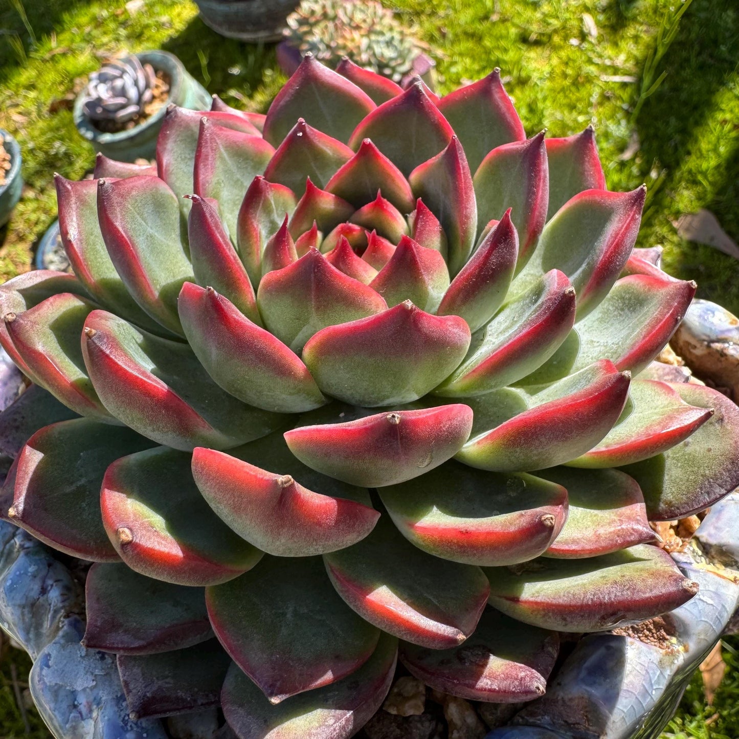Rare succulents plants, Echeveria ‘Moonstone’ big single , 4.9inches