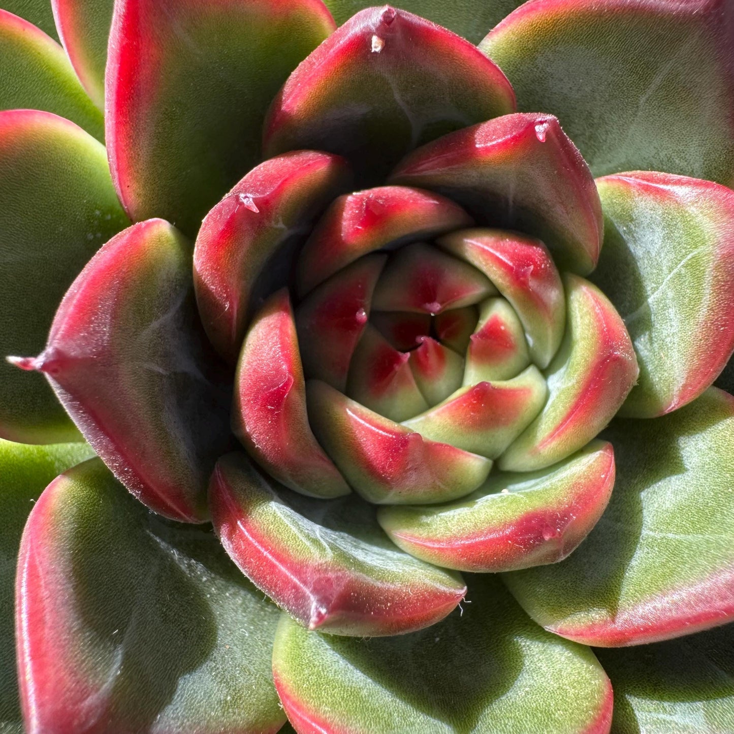 Rare succulents plants, Echeveria ‘Moonstone’ big single , 4.9inches