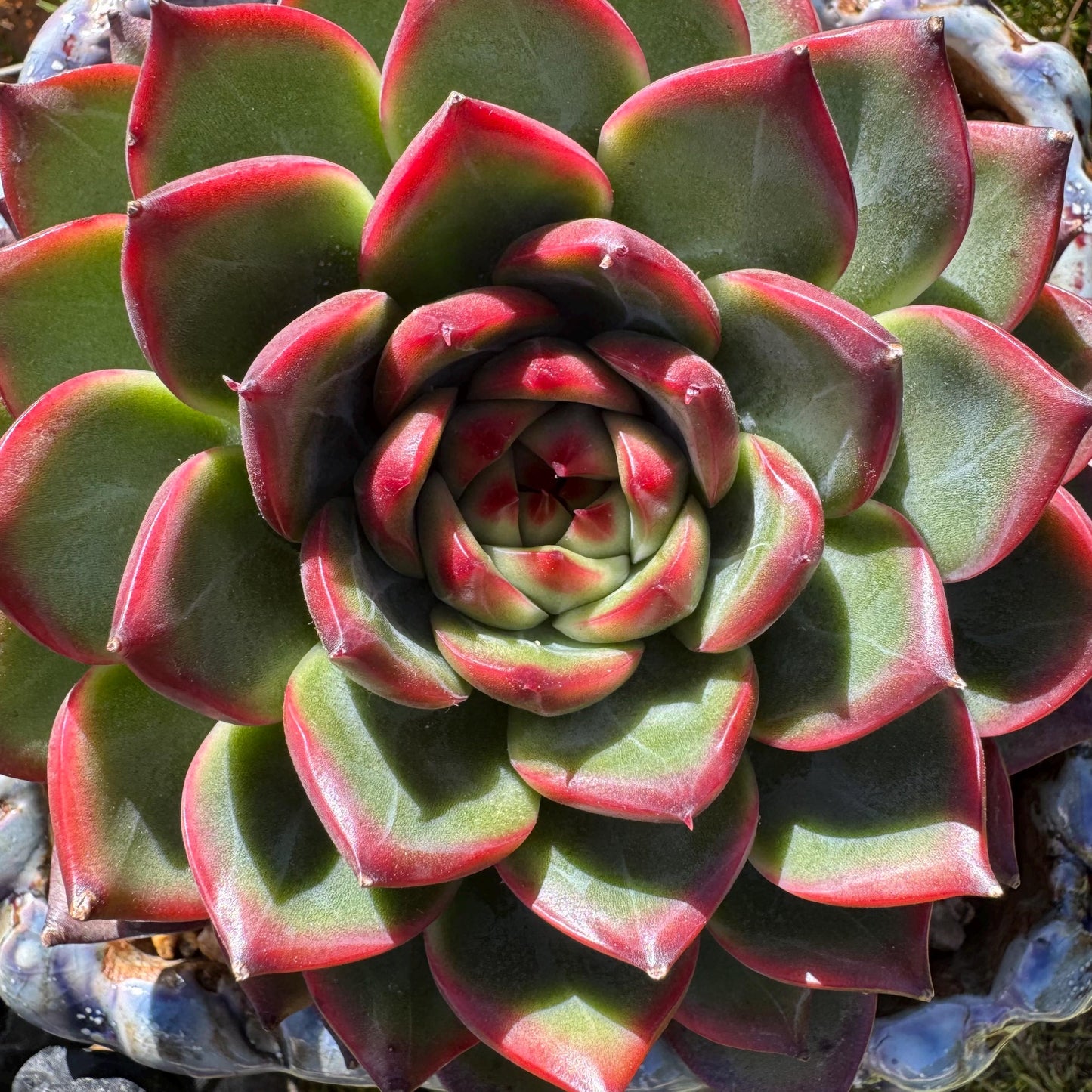 Rare succulents plants, Echeveria ‘Moonstone’ big single , 4.9inches