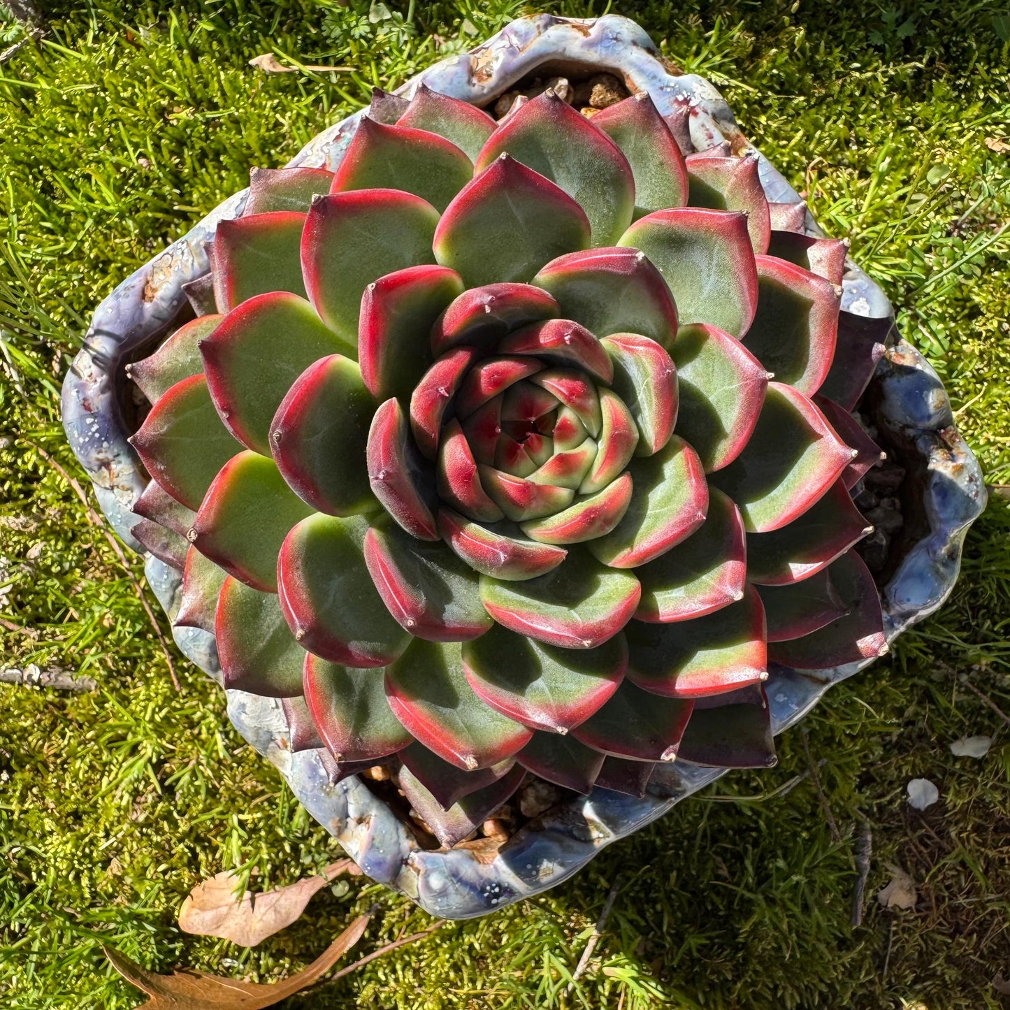 Rare succulents plants, Echeveria ‘Moonstone’ big single , 4.9inches