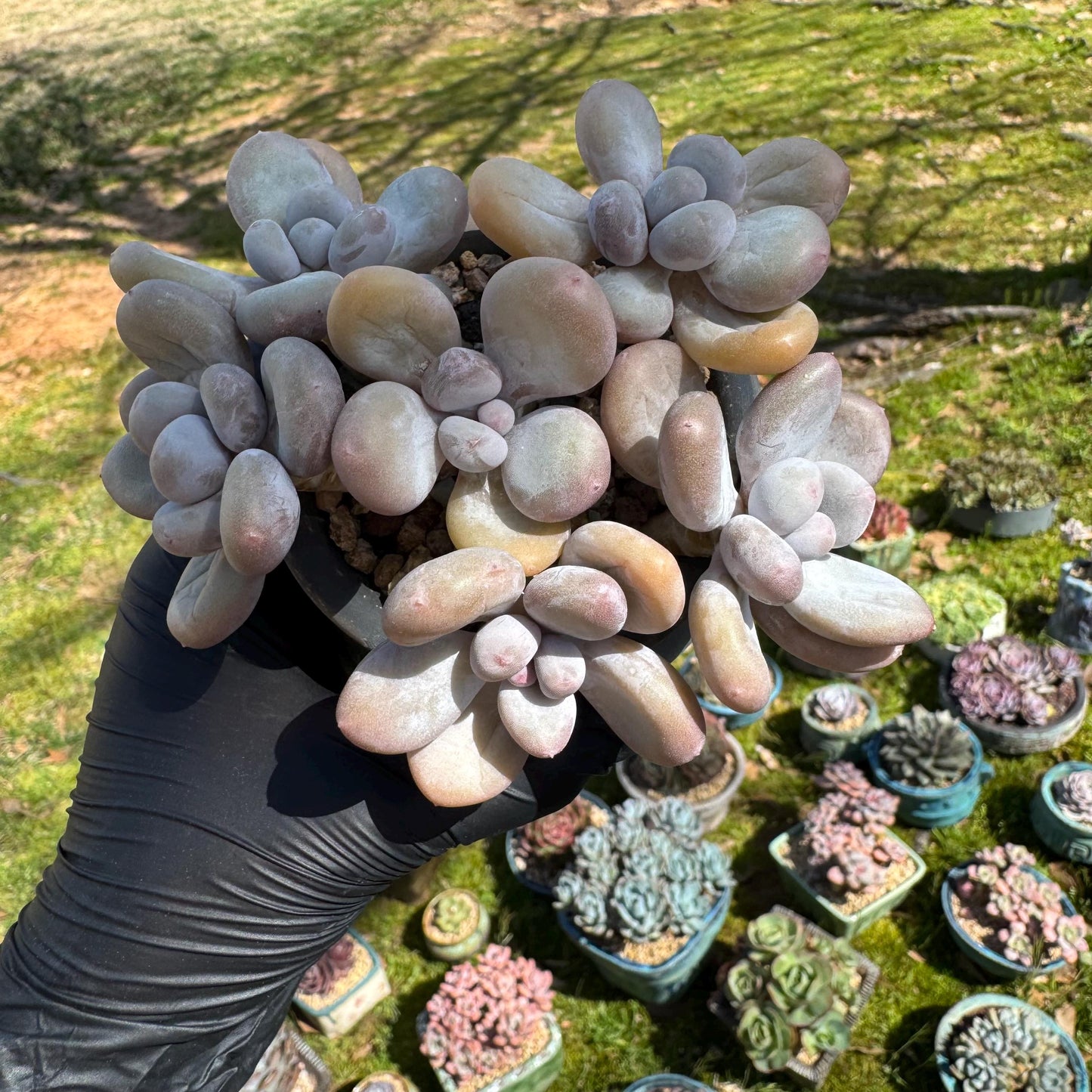 Pachyphytum oviferum, 6heads(2 clusters together), 3.7inches