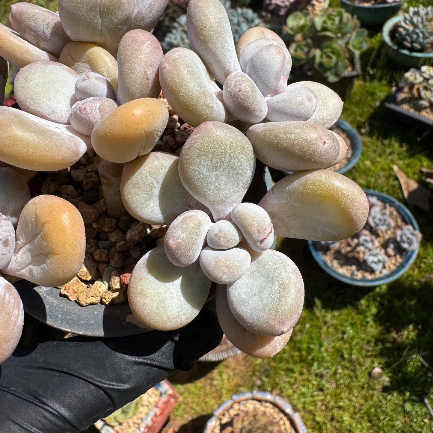 Pachyphytum oviferum, 6heads(2 clusters together), 3.7inches