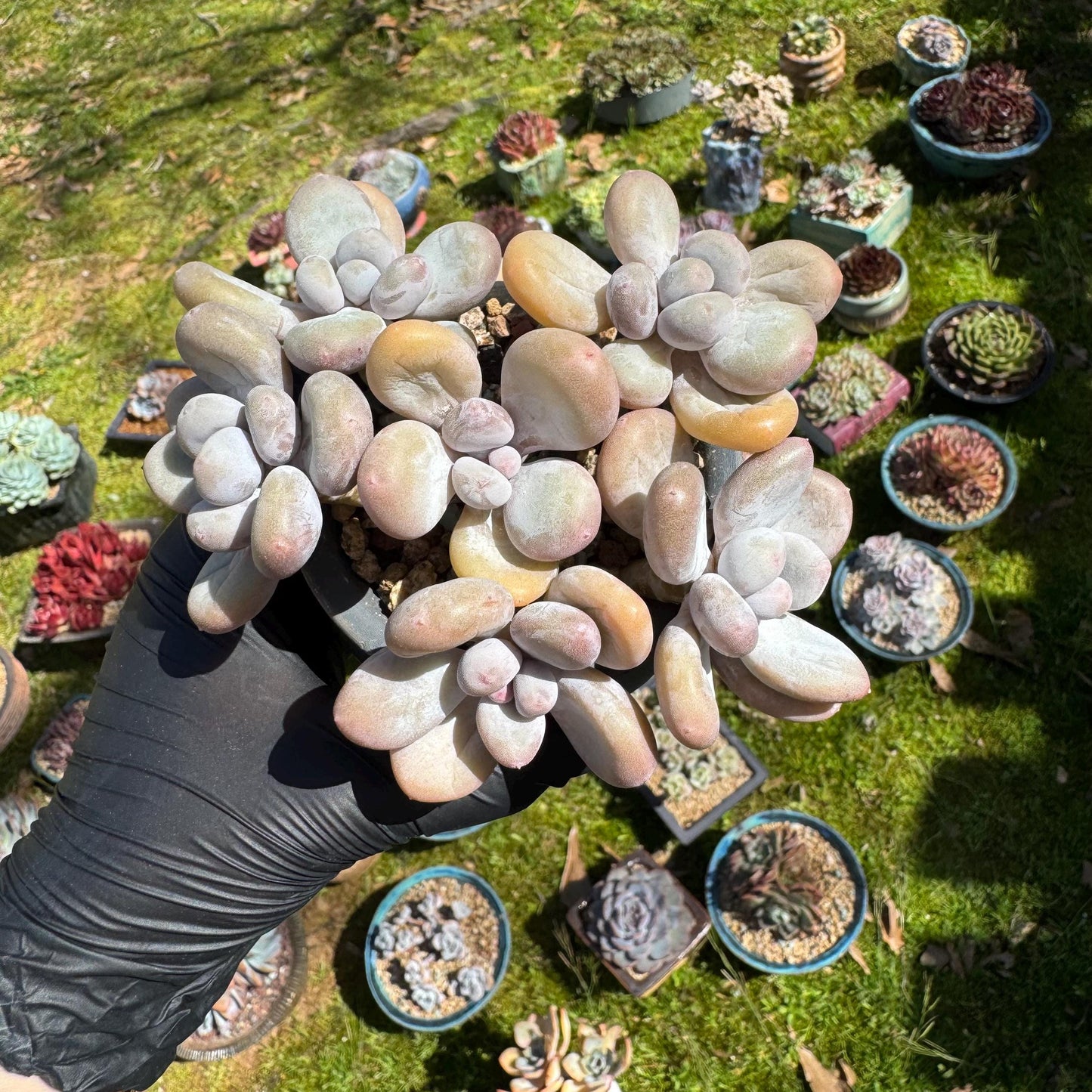 Pachyphytum oviferum, 6heads(2 clusters together), 3.7inches