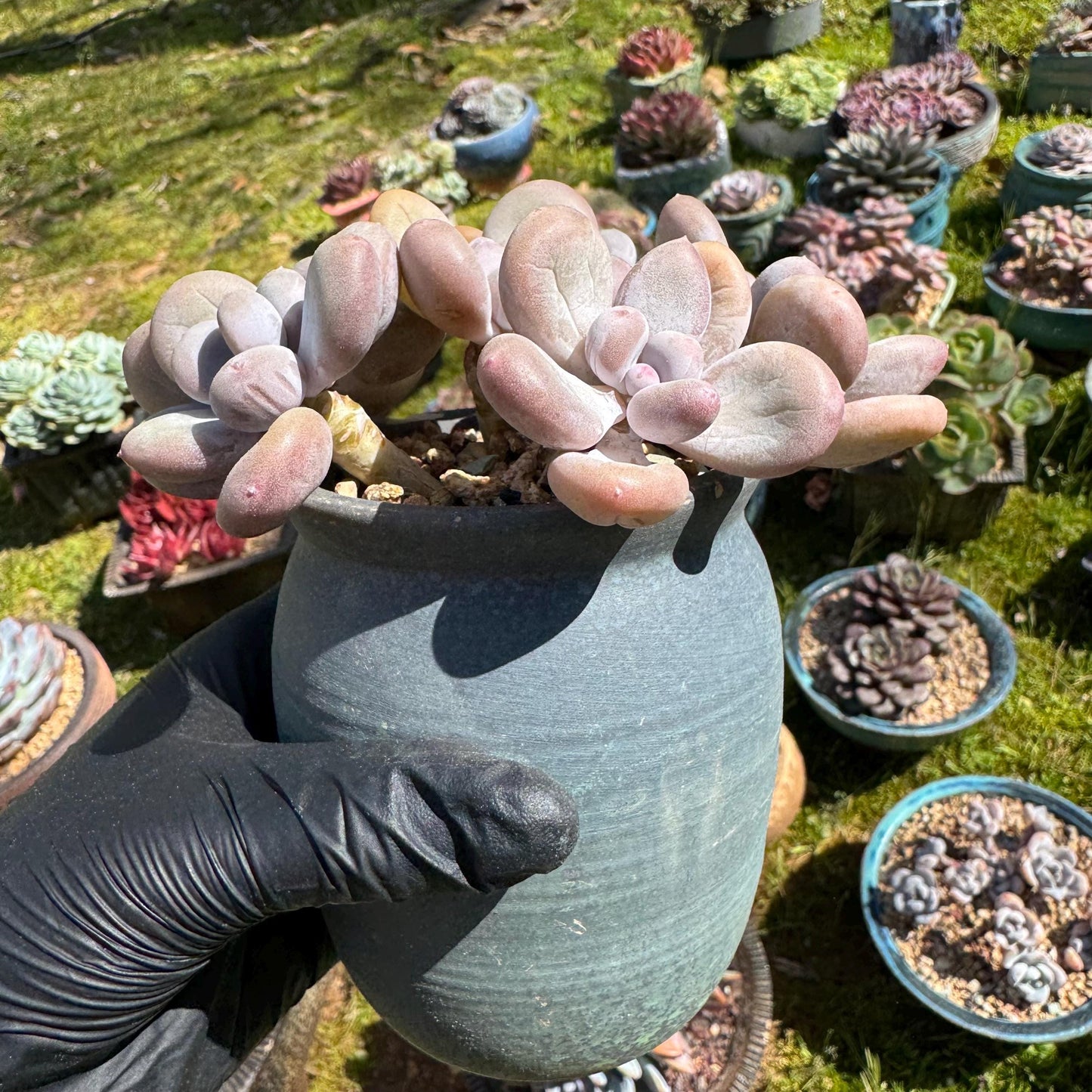 Pachyphytum oviferum, 6heads(2 clusters together), 3.7inches