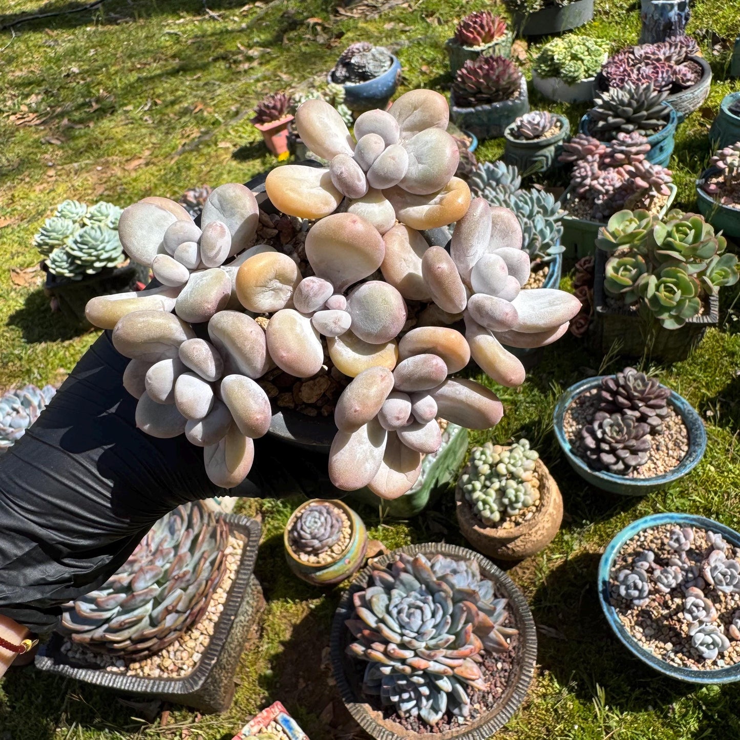 Pachyphytum oviferum, 6heads(2 clusters together), 3.7inches