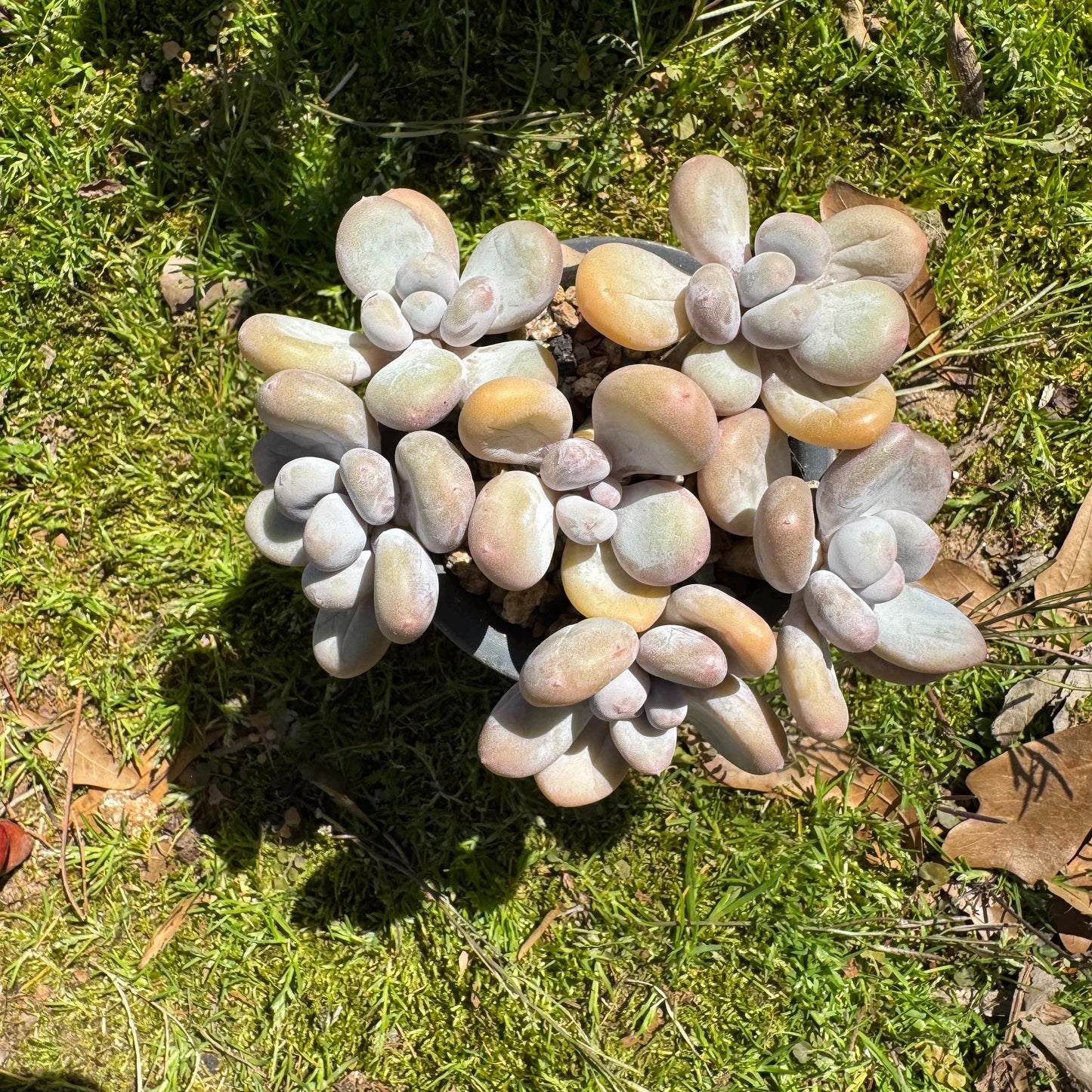 Pachyphytum oviferum, 6heads(2 clusters together), 3.7inches